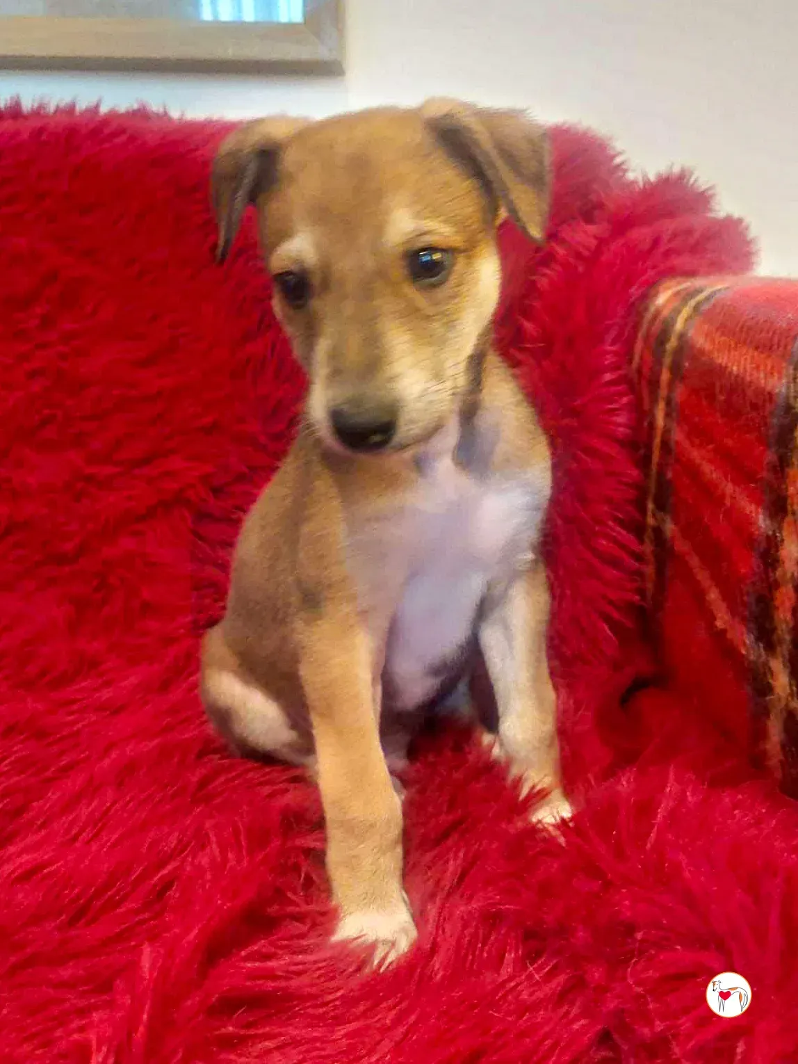 rory grey cucciolo adozione 02