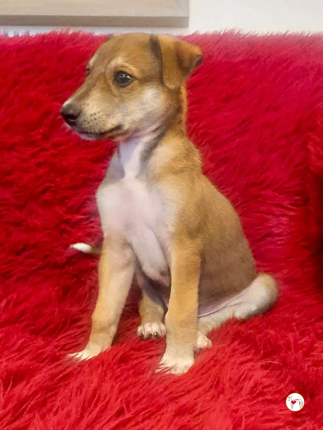 rory grey cucciolo adozione 03