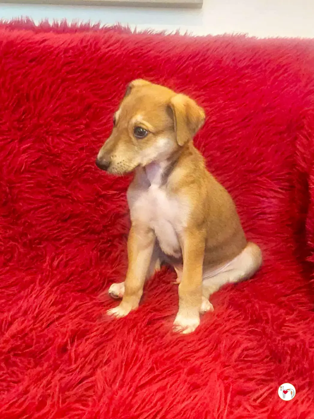 rory grey cucciolo adozione 04