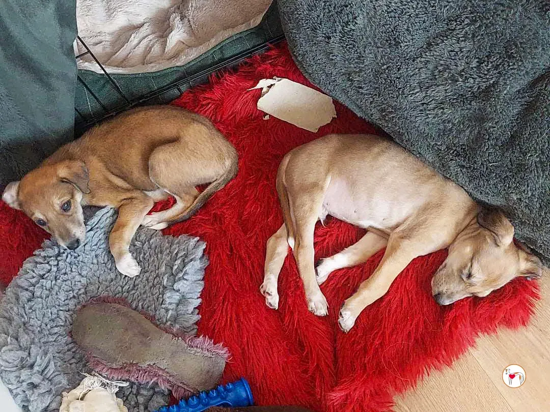 rory grey cucciolo adozione 05