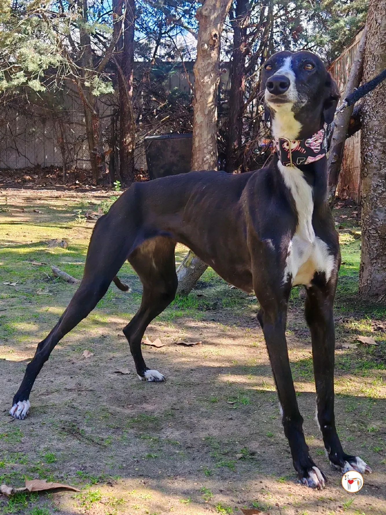 rosalia galgo adozione 01