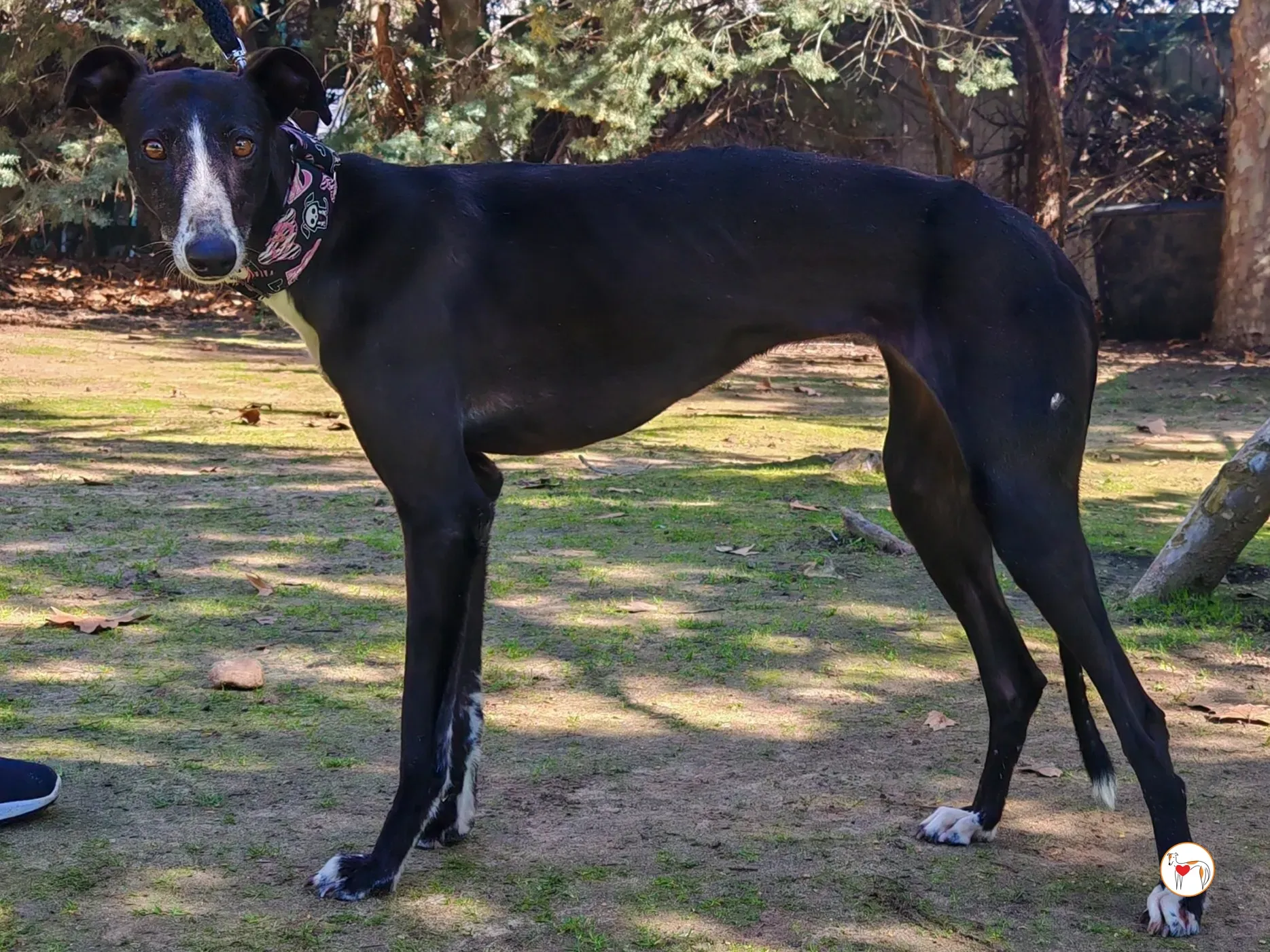 rosalia galgo adozione 02