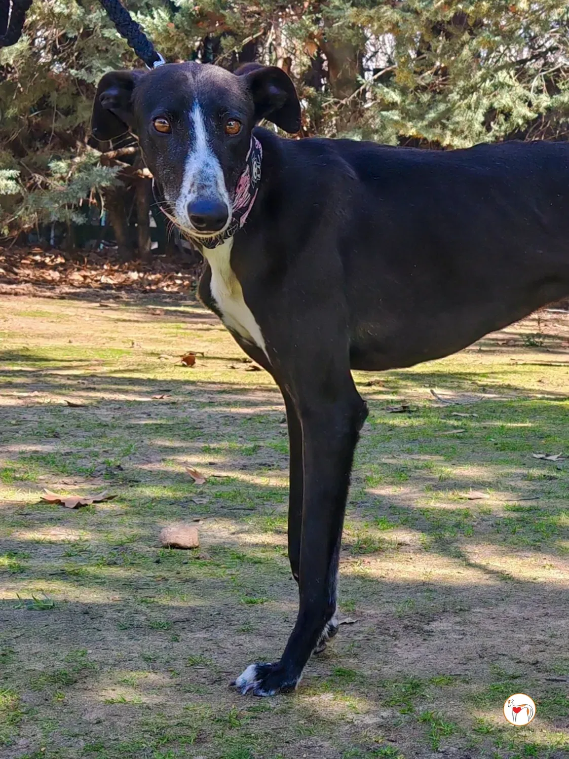 rosalia galgo adozione 03