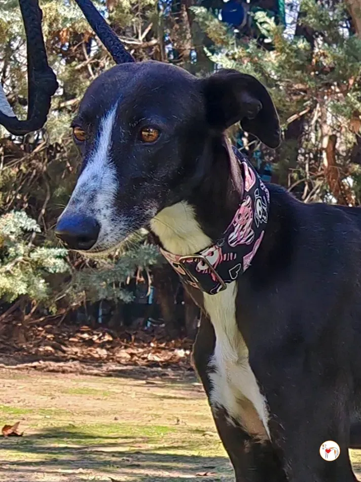 rosalia galgo adozione 04