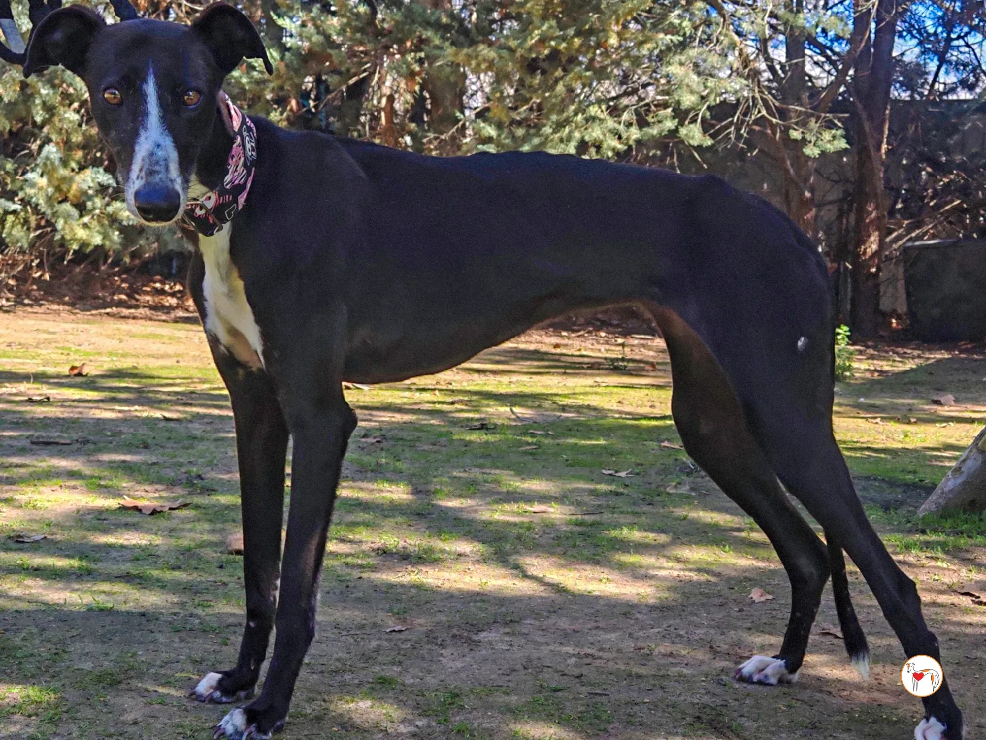 rosalia galgo adozione 05