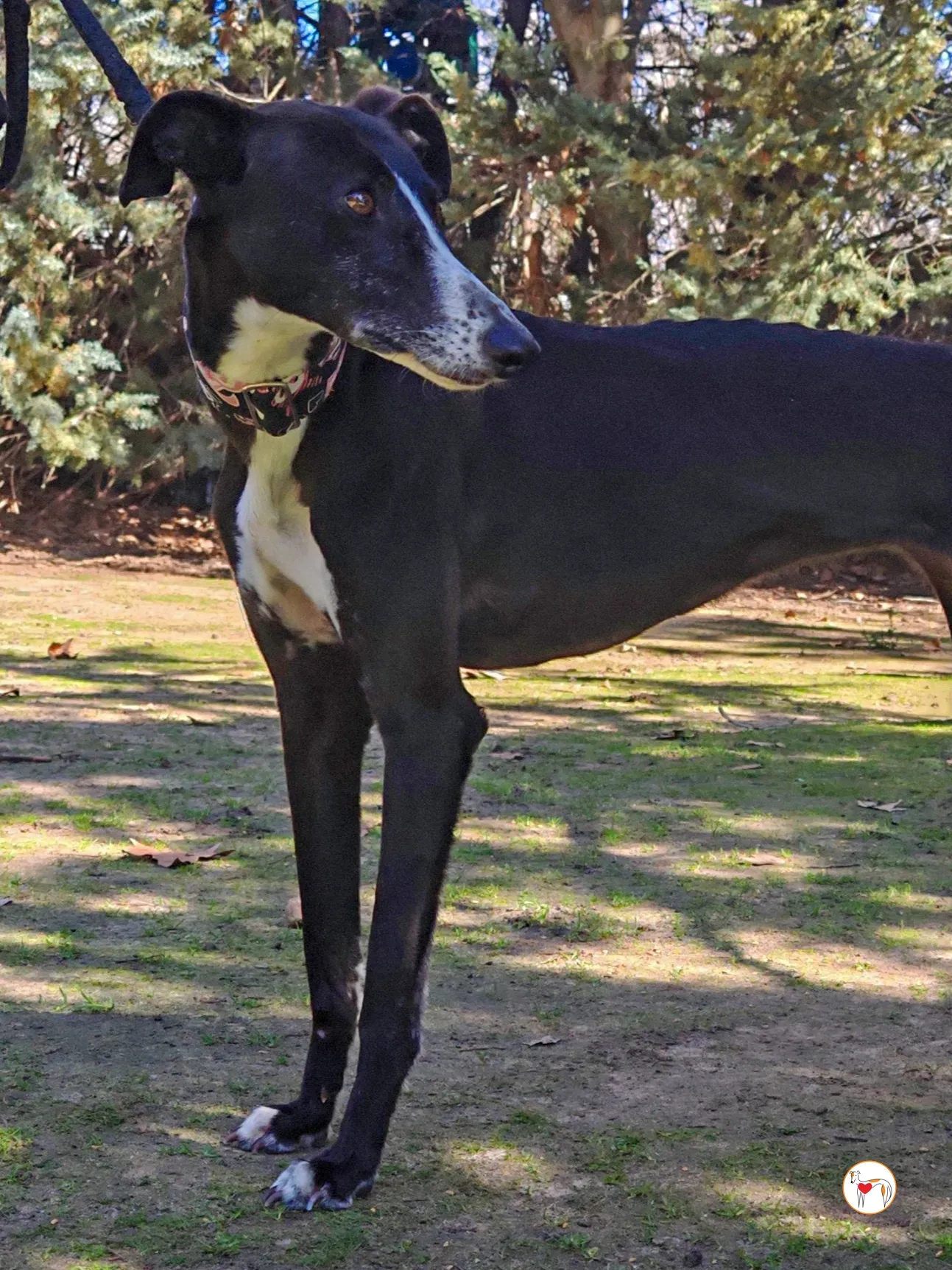 rosalia galgo adozione 06