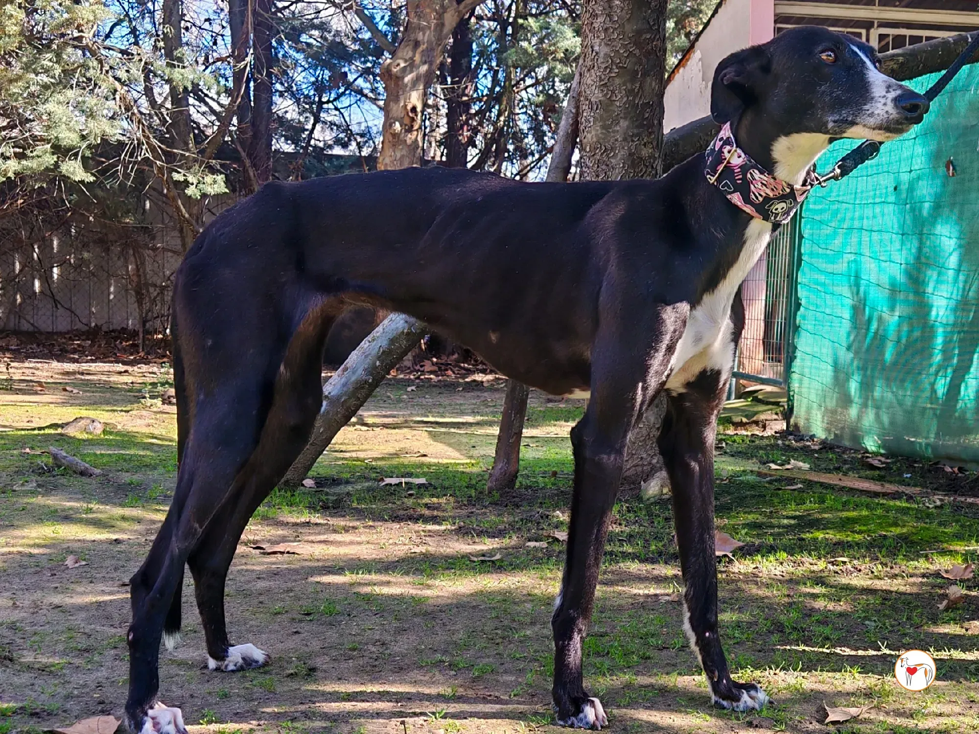 rosalia galgo adozione 07