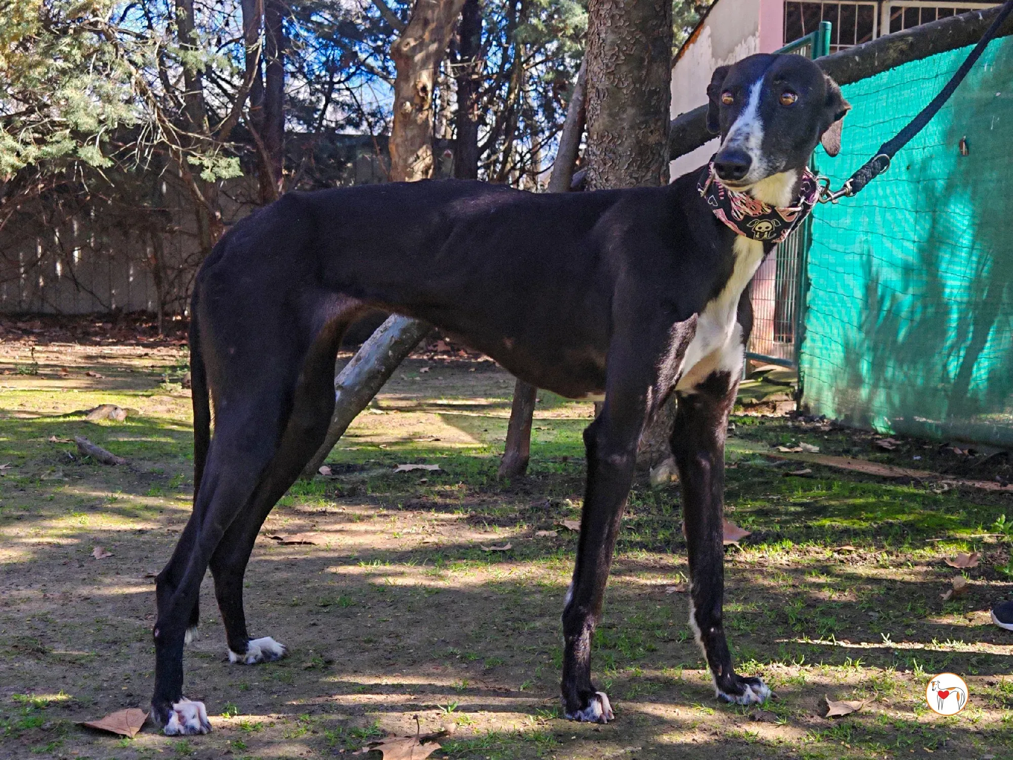 rosalia galgo adozione 08