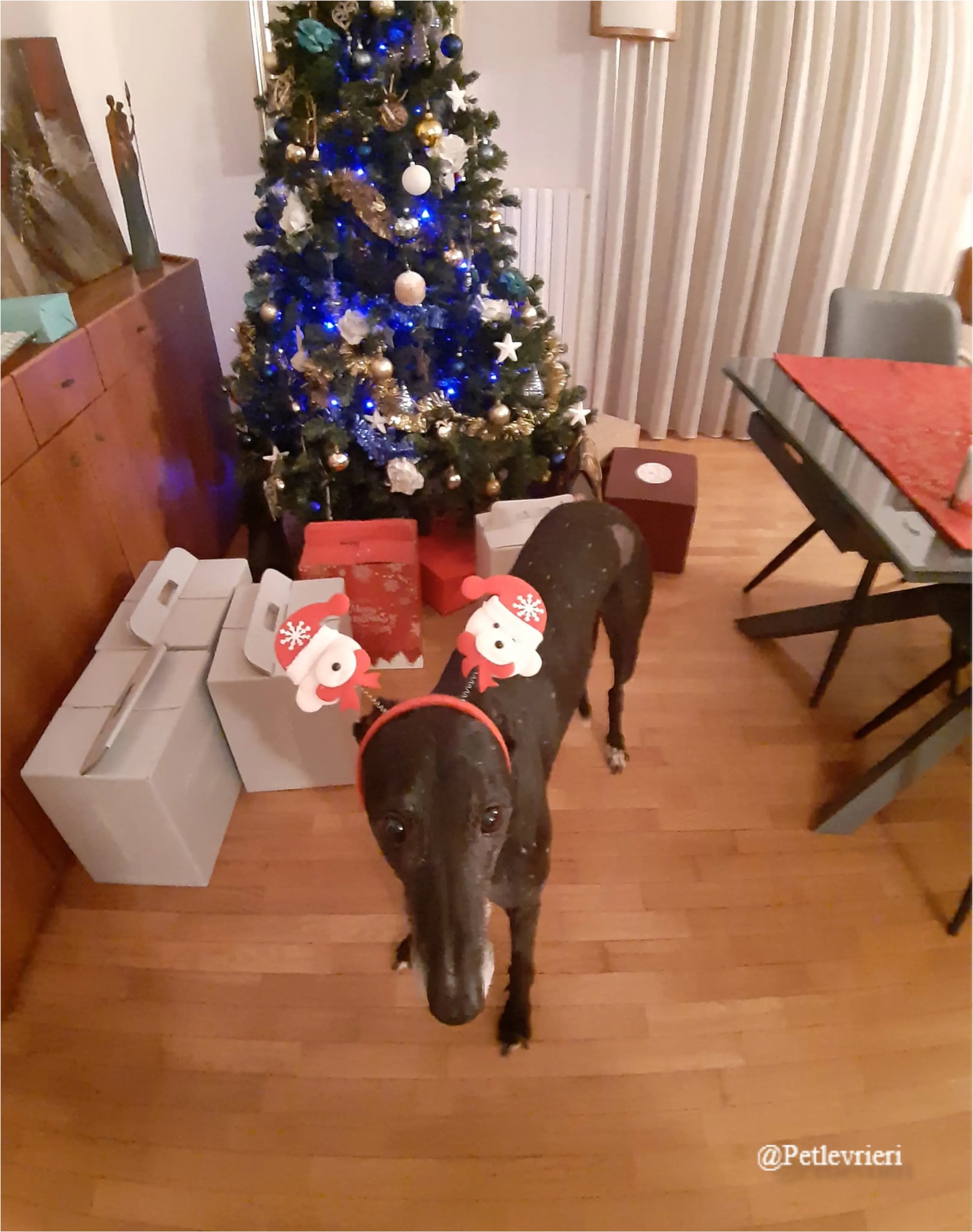 rosaria pet levrieri natale 2021