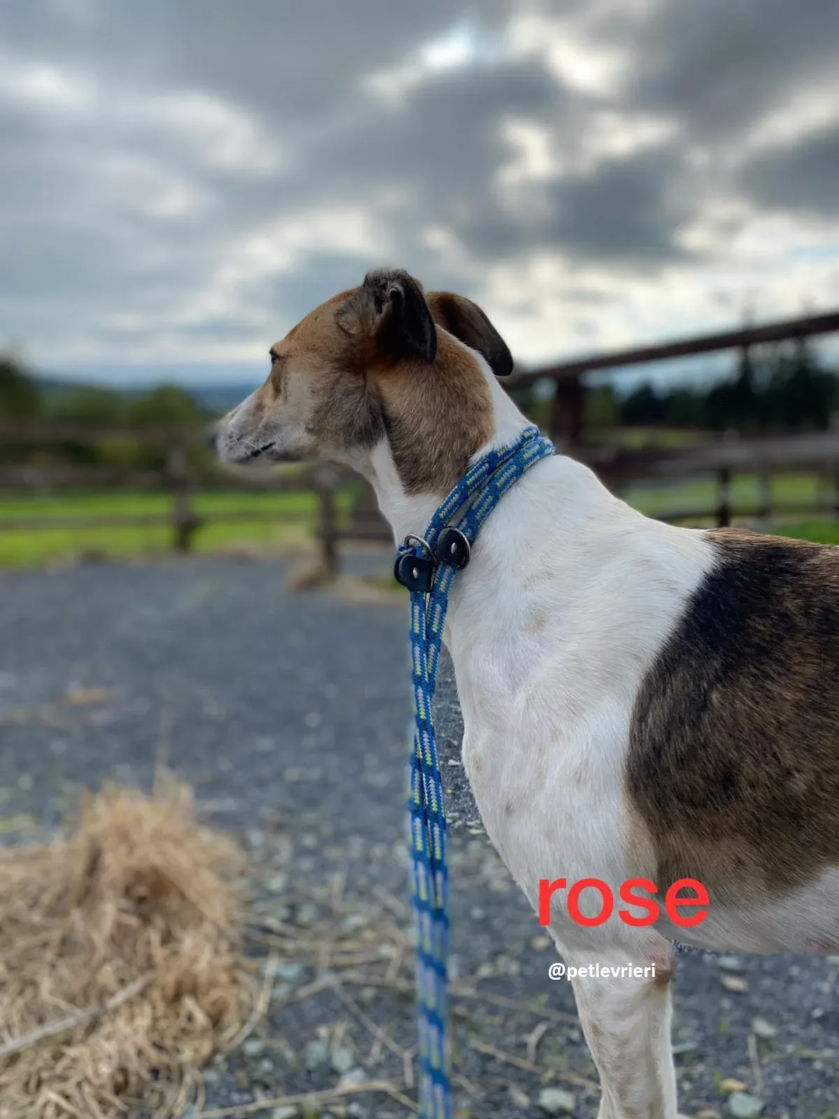 rose adozione lurche1