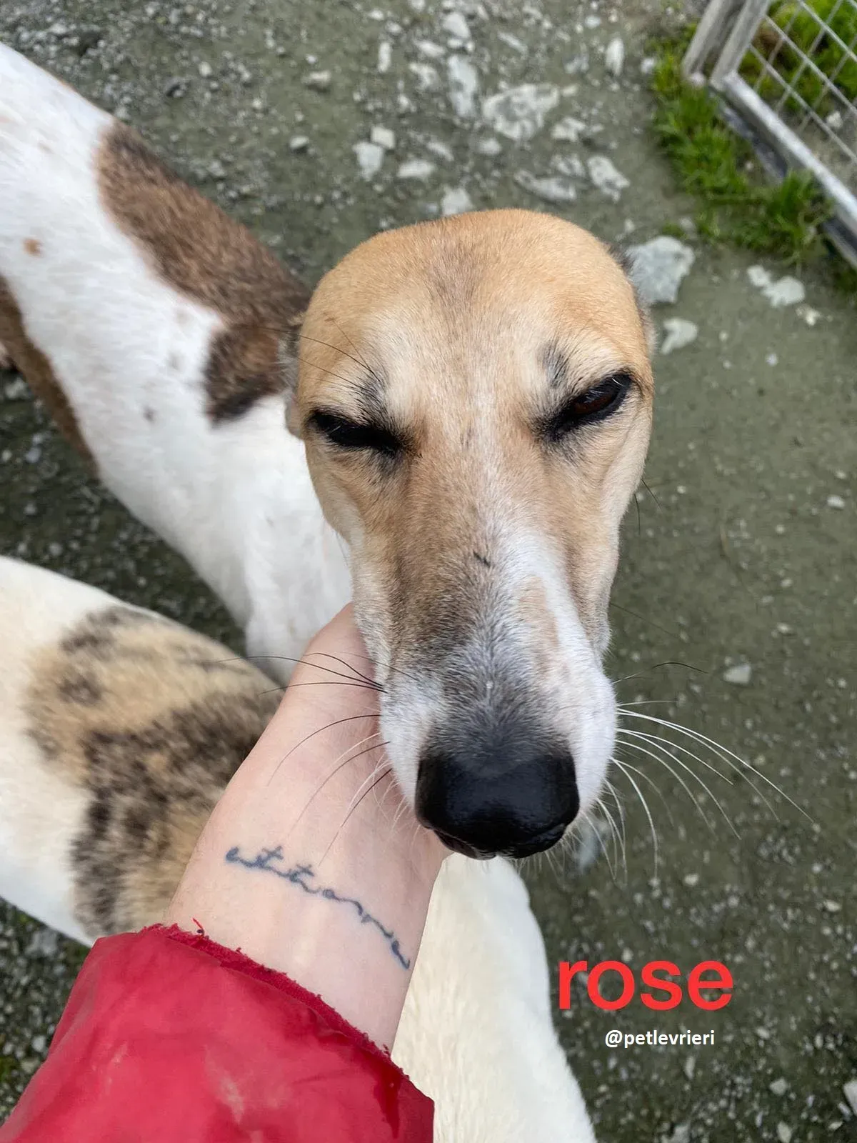 rose adozione lurche2