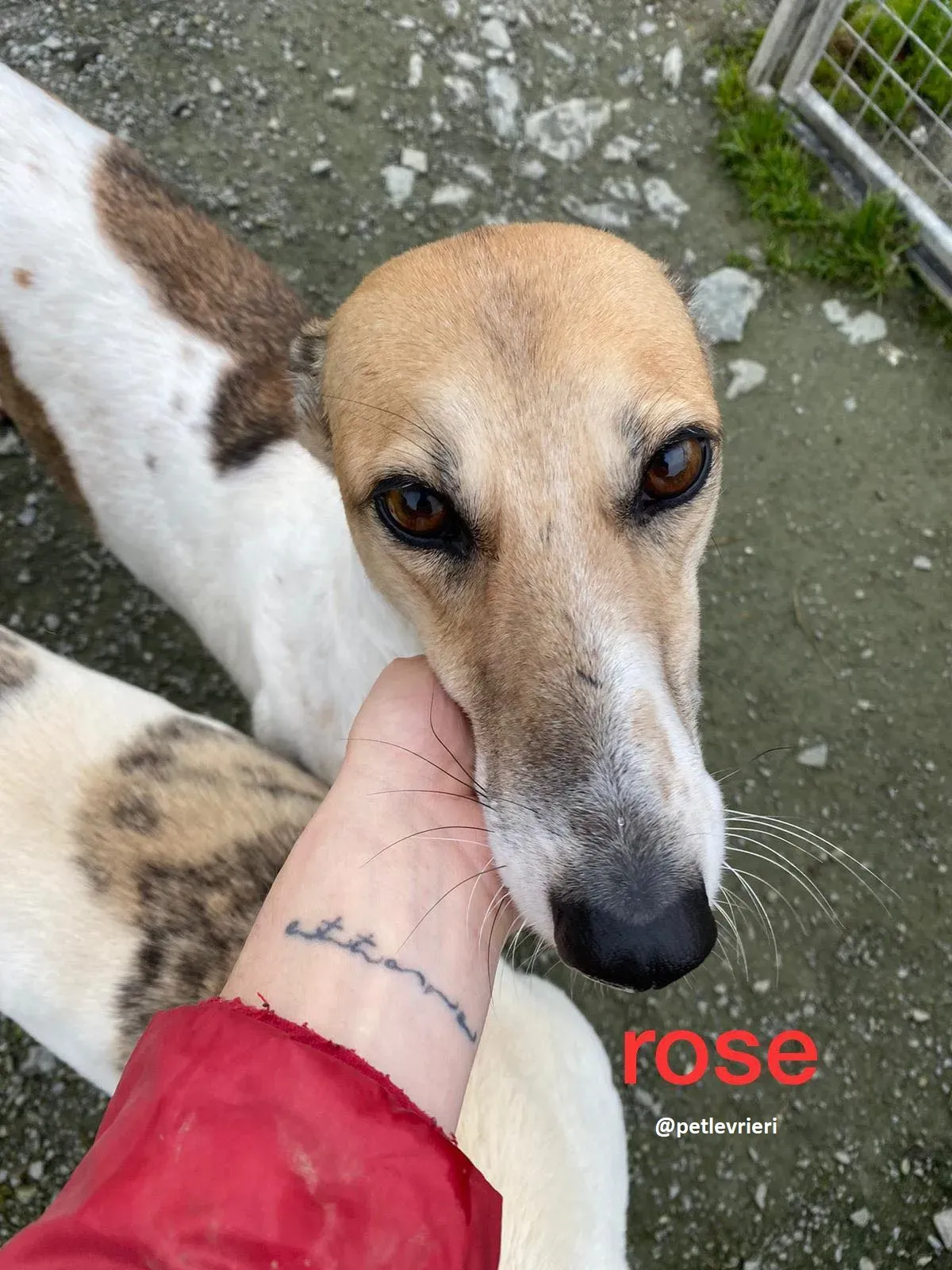 rose adozione lurche3