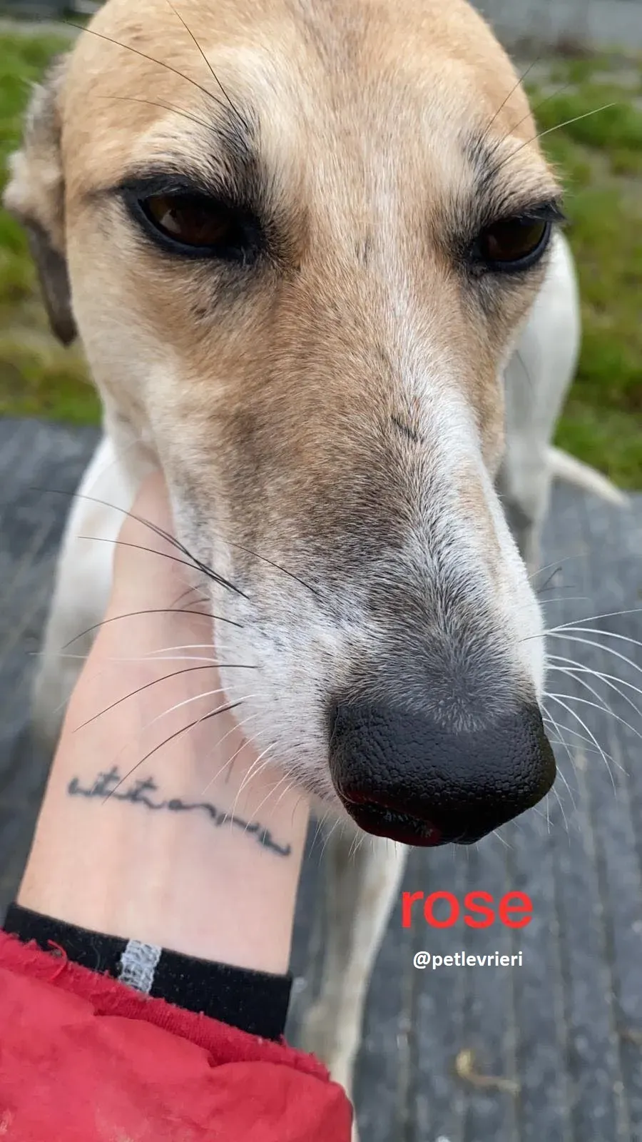 rose adozione lurche4