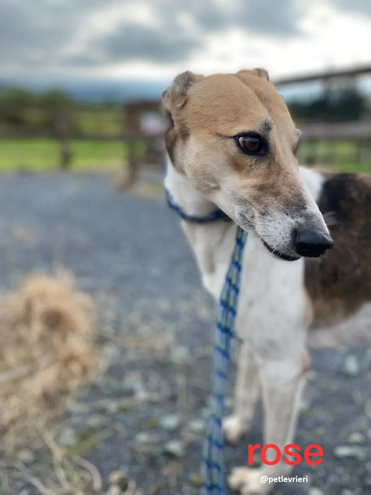 rose adozione lurcher