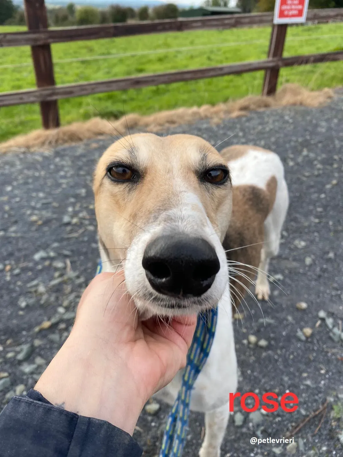 rose adozione lurcher5