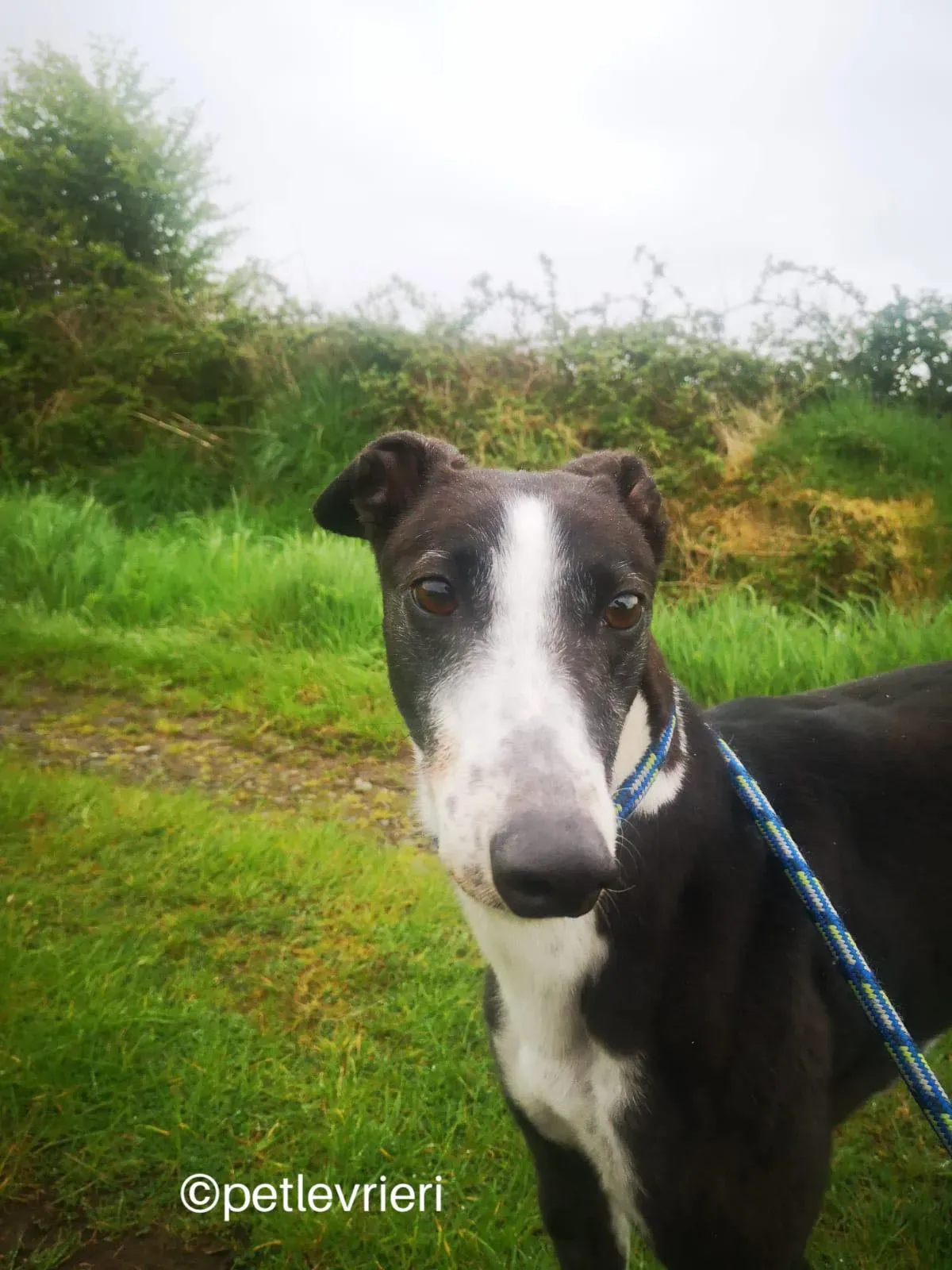 rose greyhound adozione petlevrieri 01