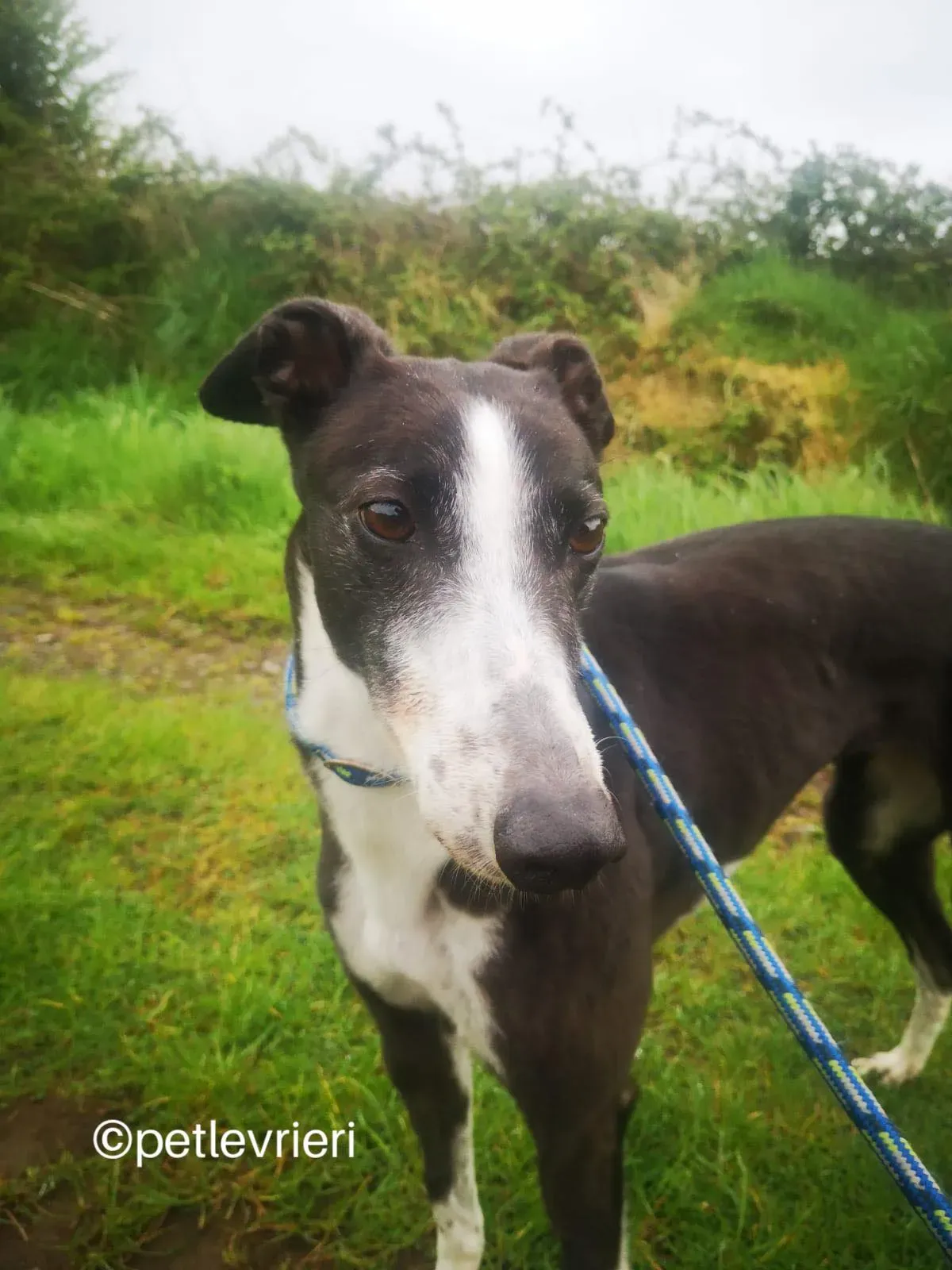 rose greyhound adozione petlevrieri 02