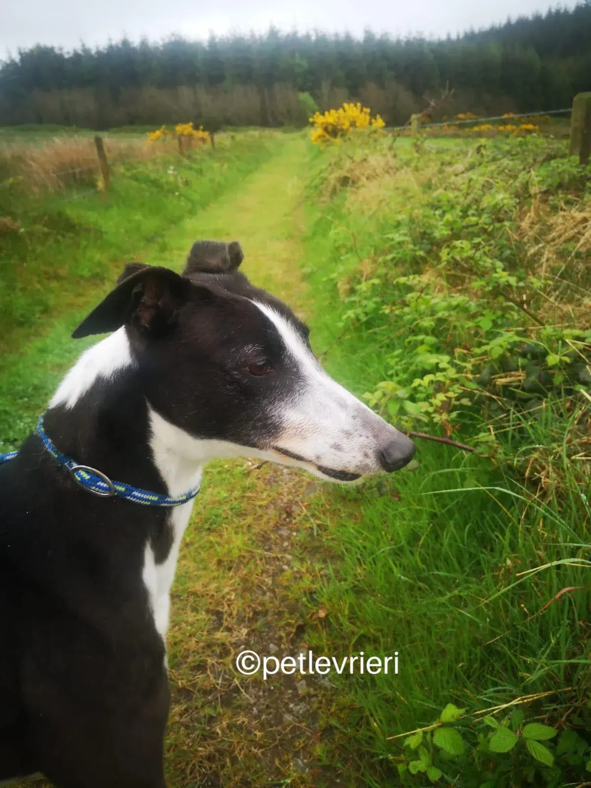 rose greyhound adozione petlevrieri 03