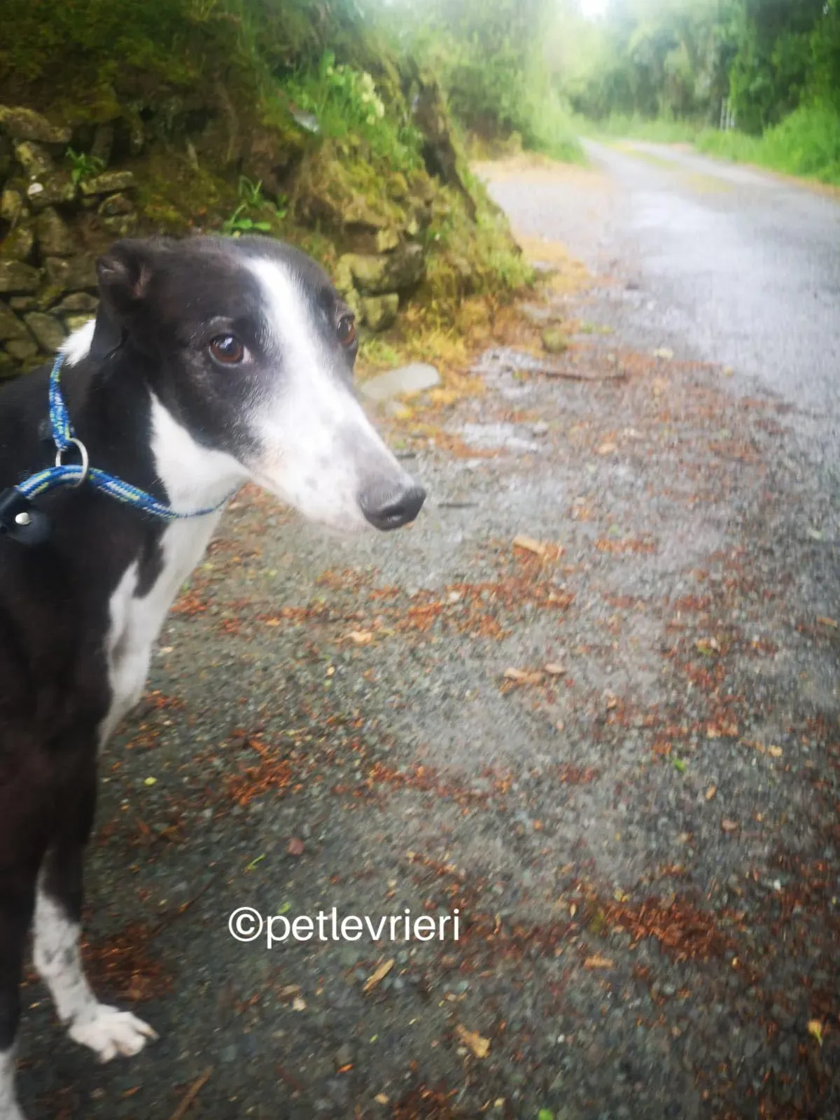 rose greyhound adozione petlevrieri 05