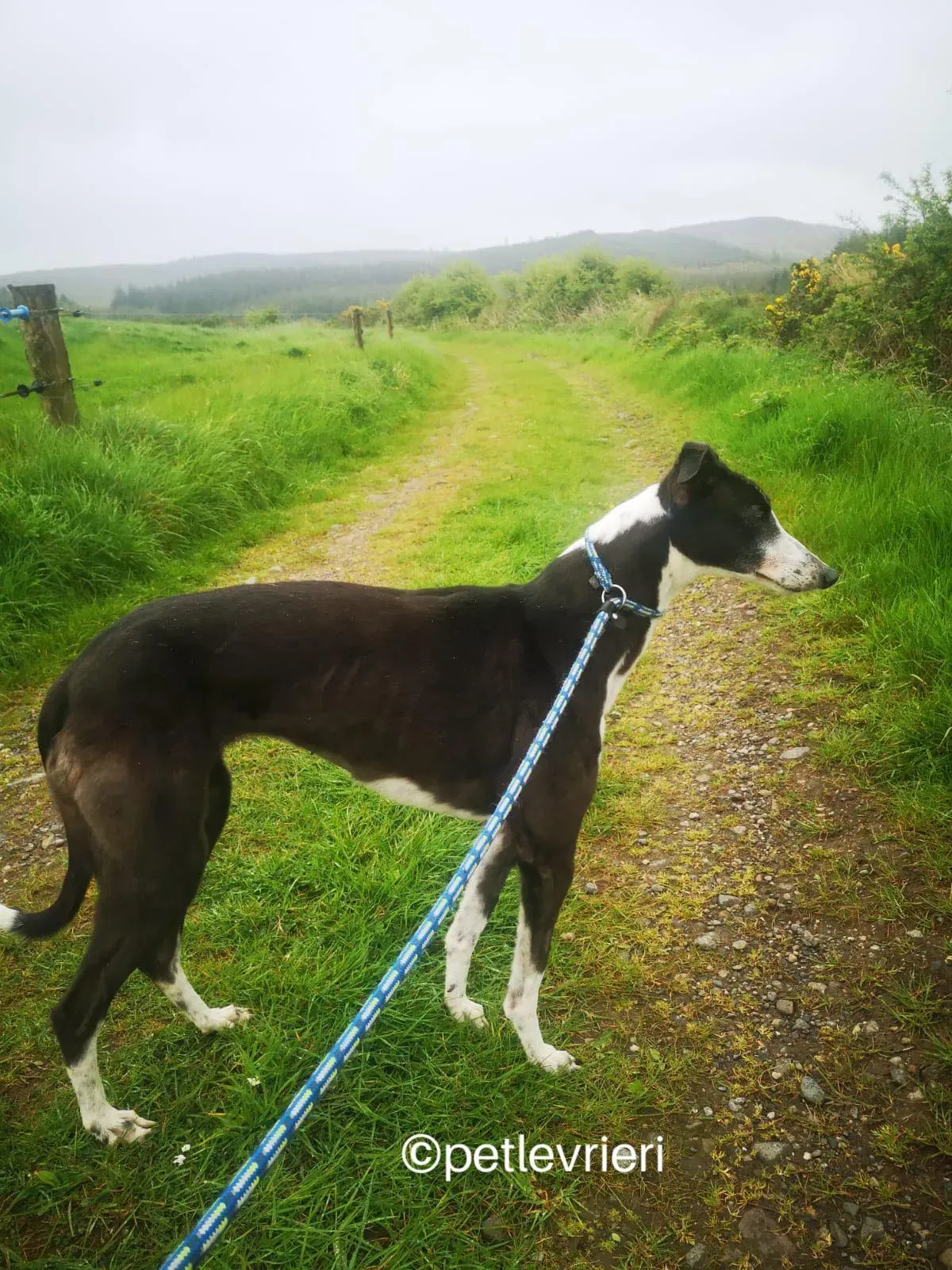 rose greyhound adozione petlevrieri 08