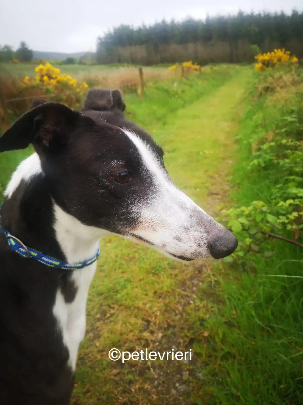 rose greyhound adozione petlevrieri 09