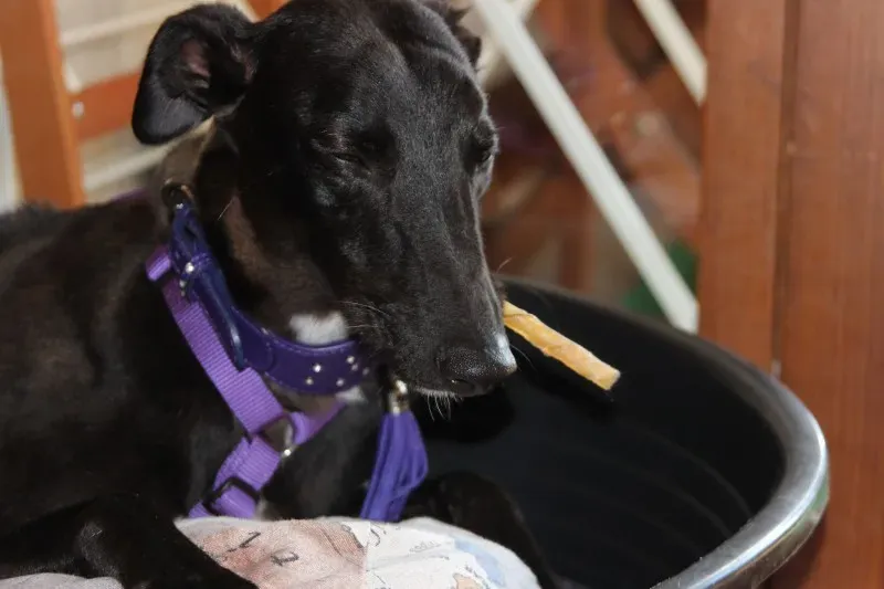 rose foster fostering petlevrieri petlevrierionslus 2