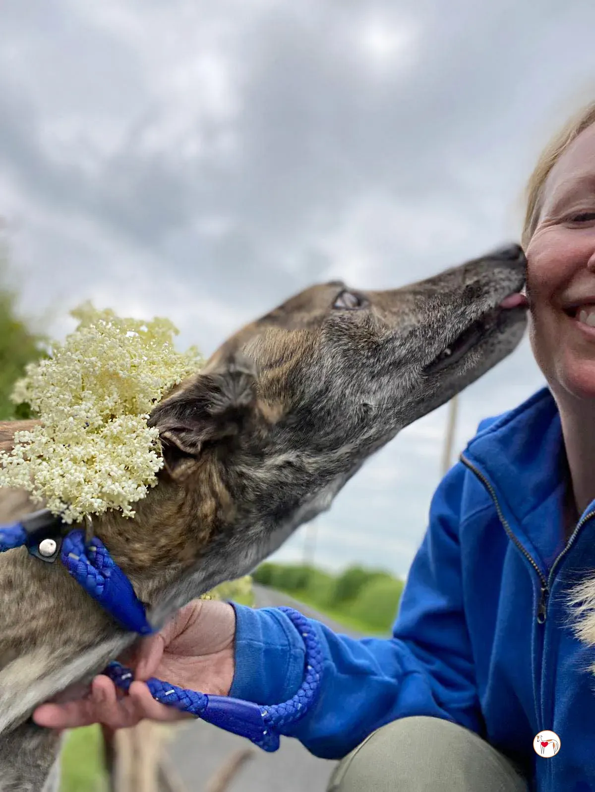 rose grey adozione 05