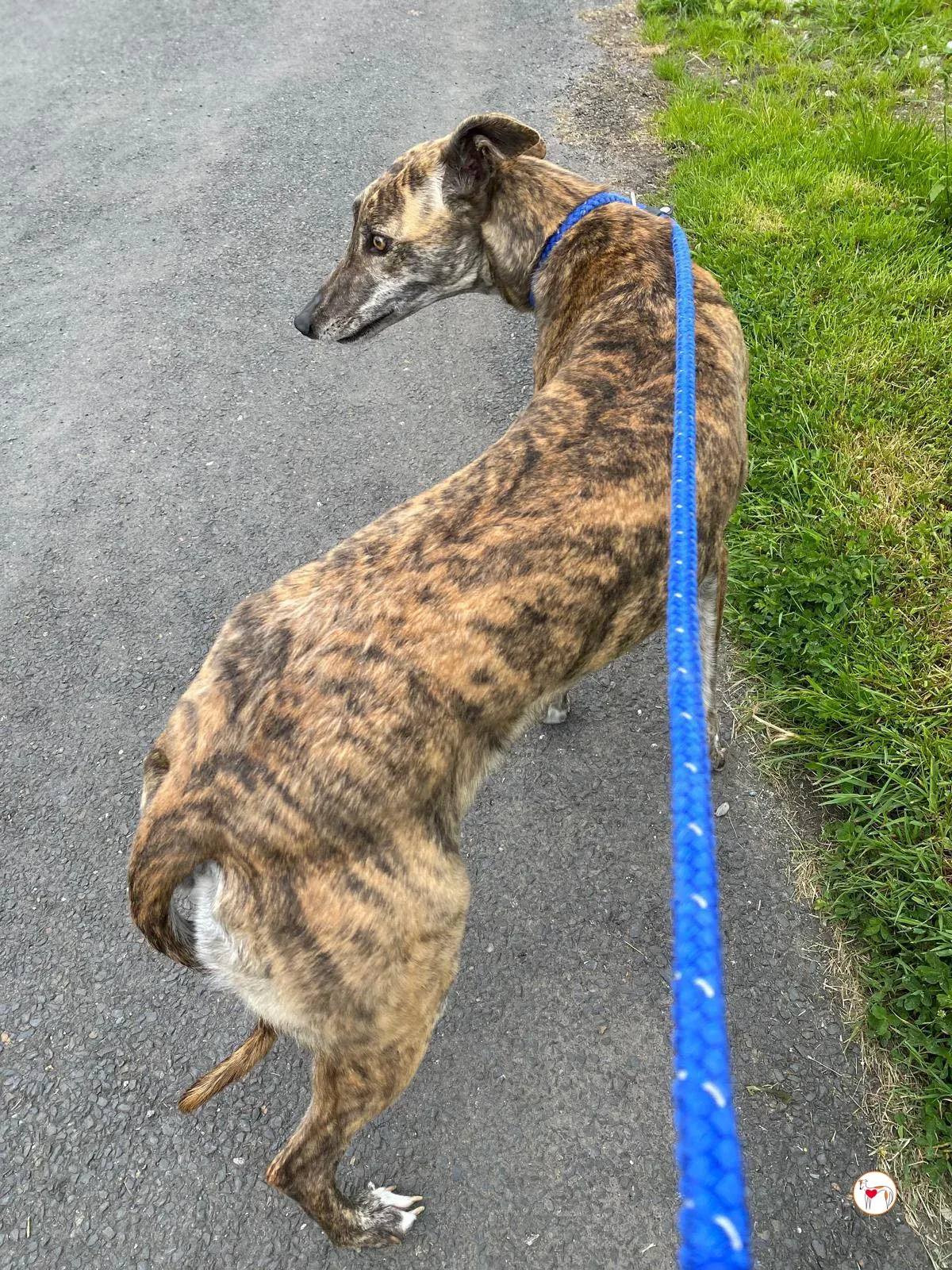 rose grey adozione 06