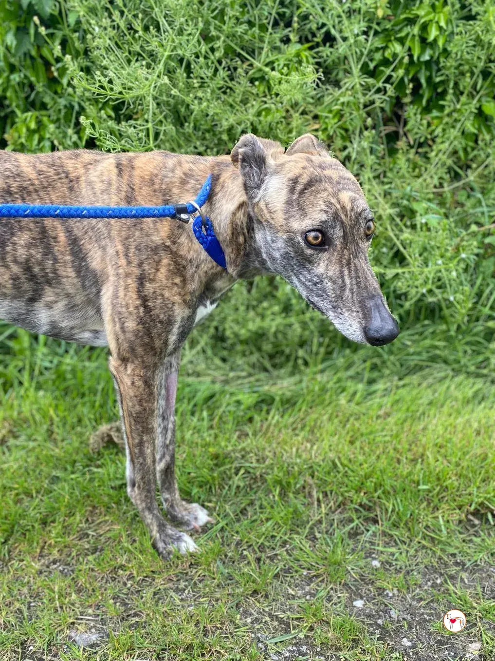 rose grey adozione 07