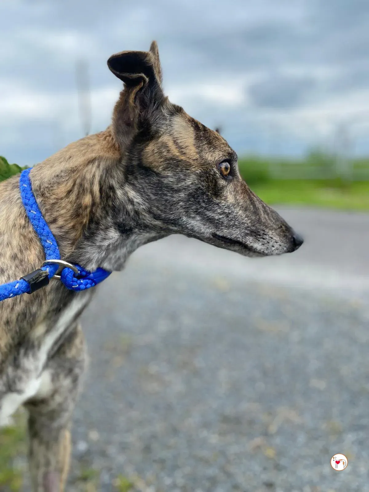 rose grey adozione 08