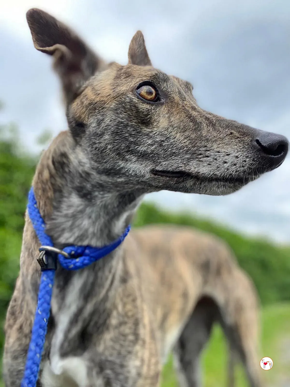 rose grey adozione 09