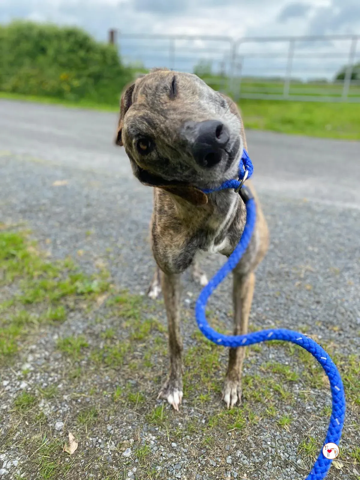 rose grey adozione 10