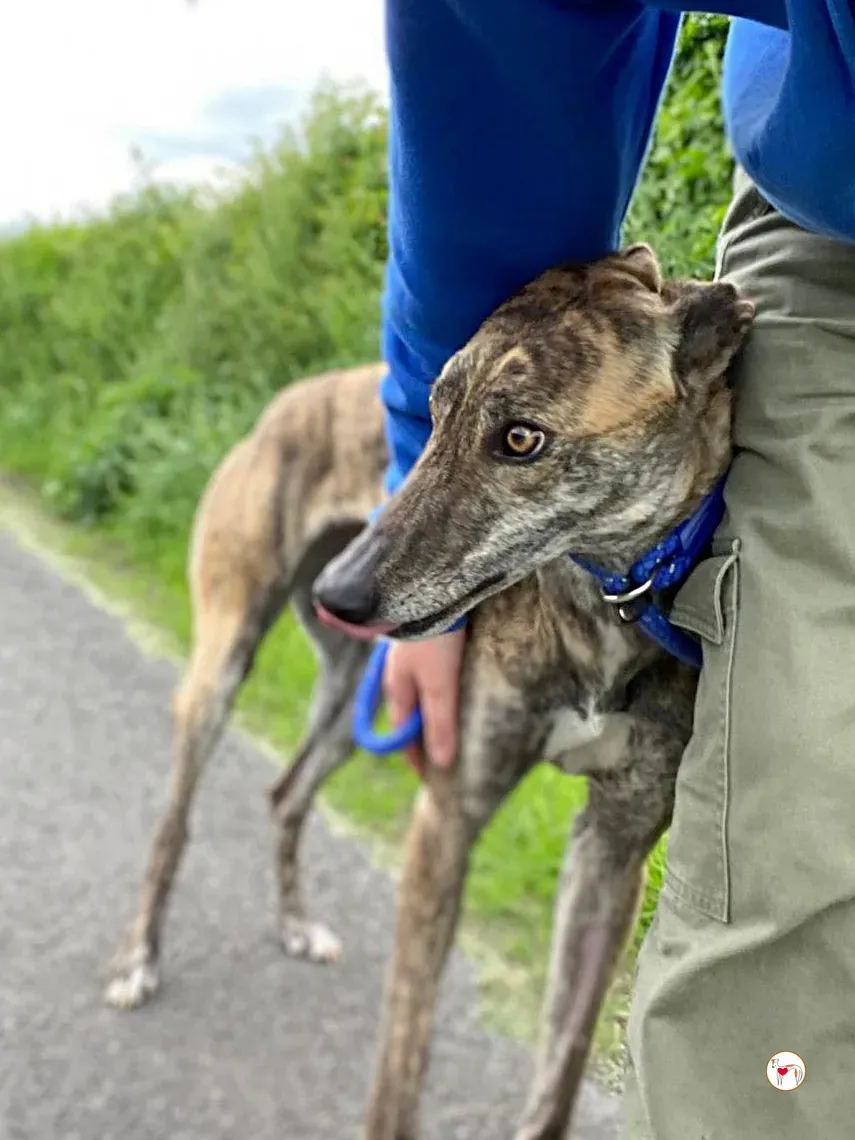 rose grey adozione 11