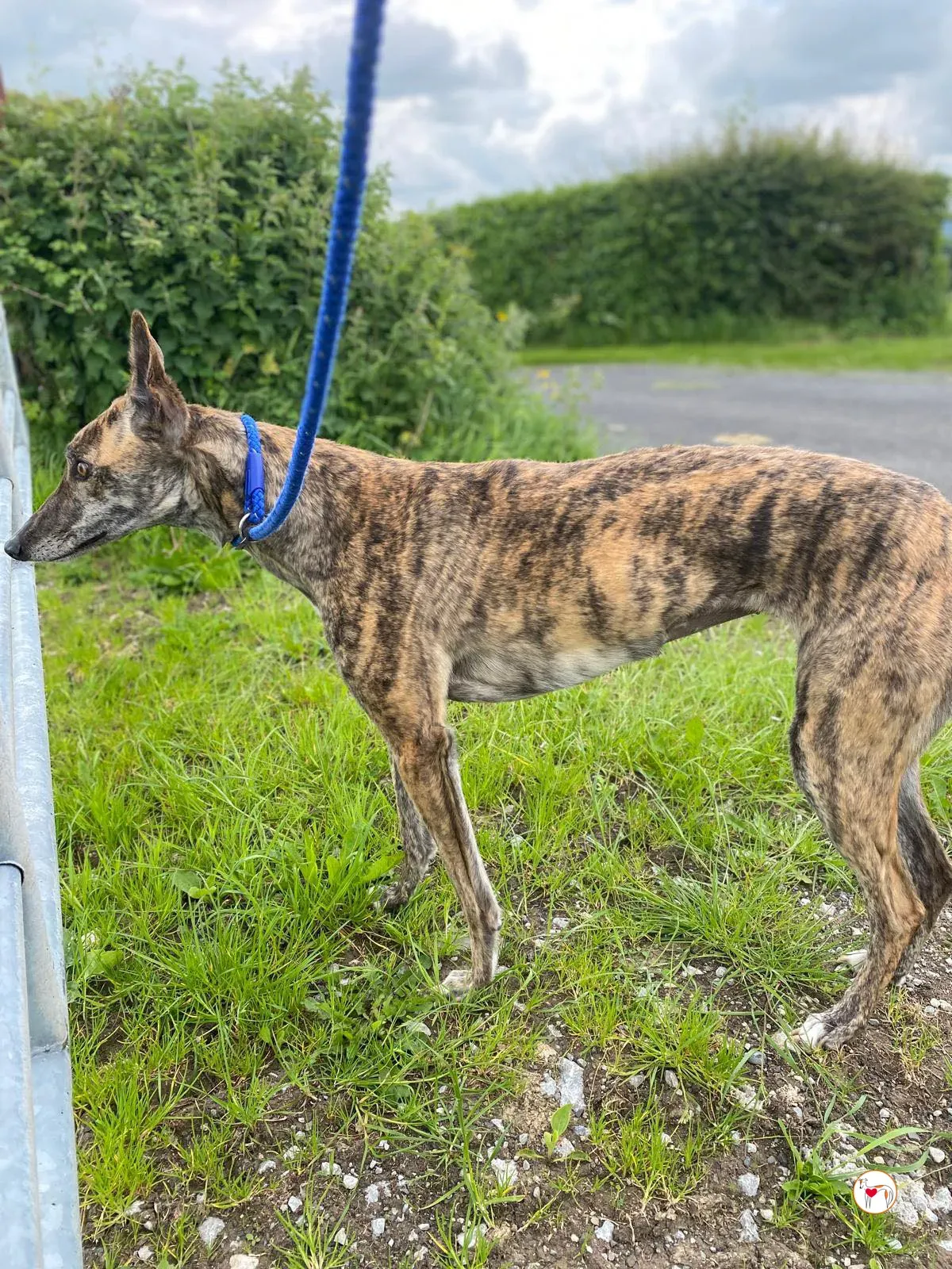 rose grey adozione 12