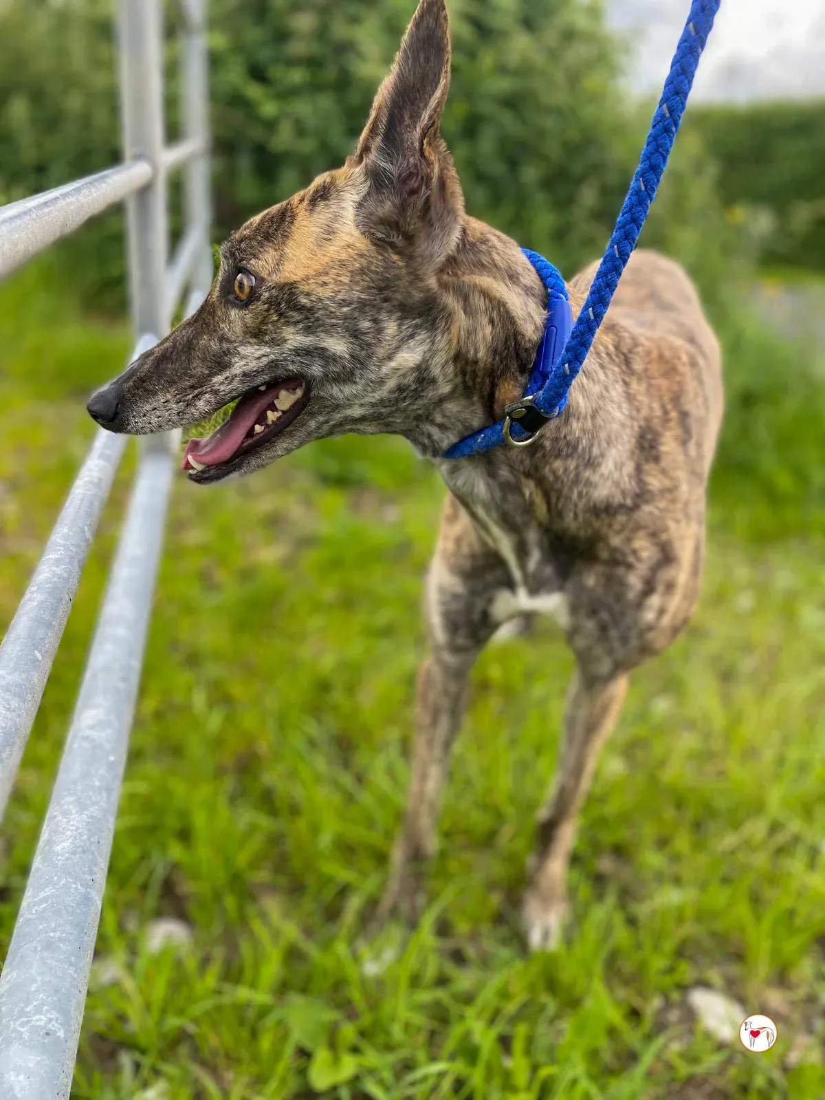 rose grey adozione 14