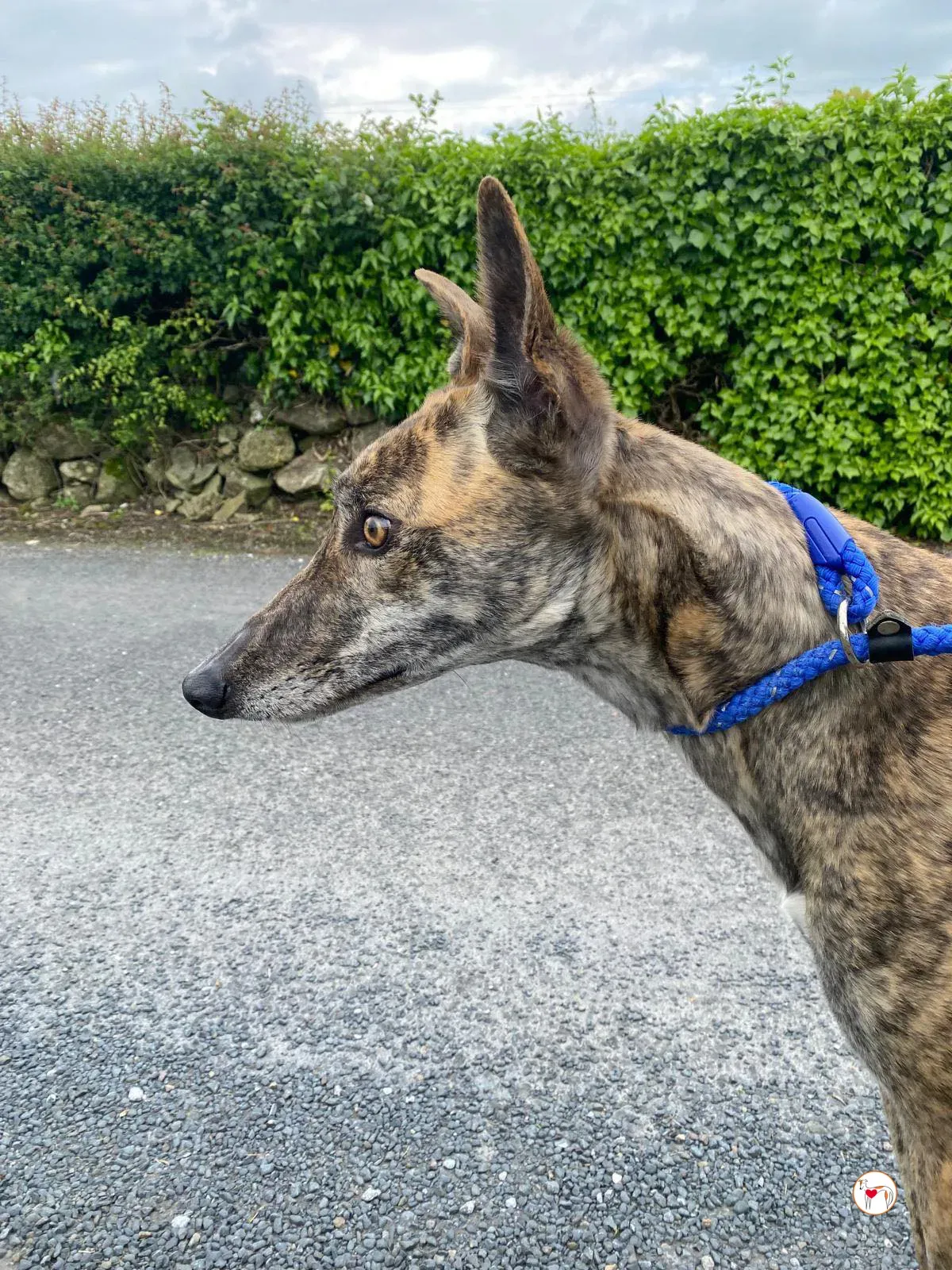 rose grey adozione 15