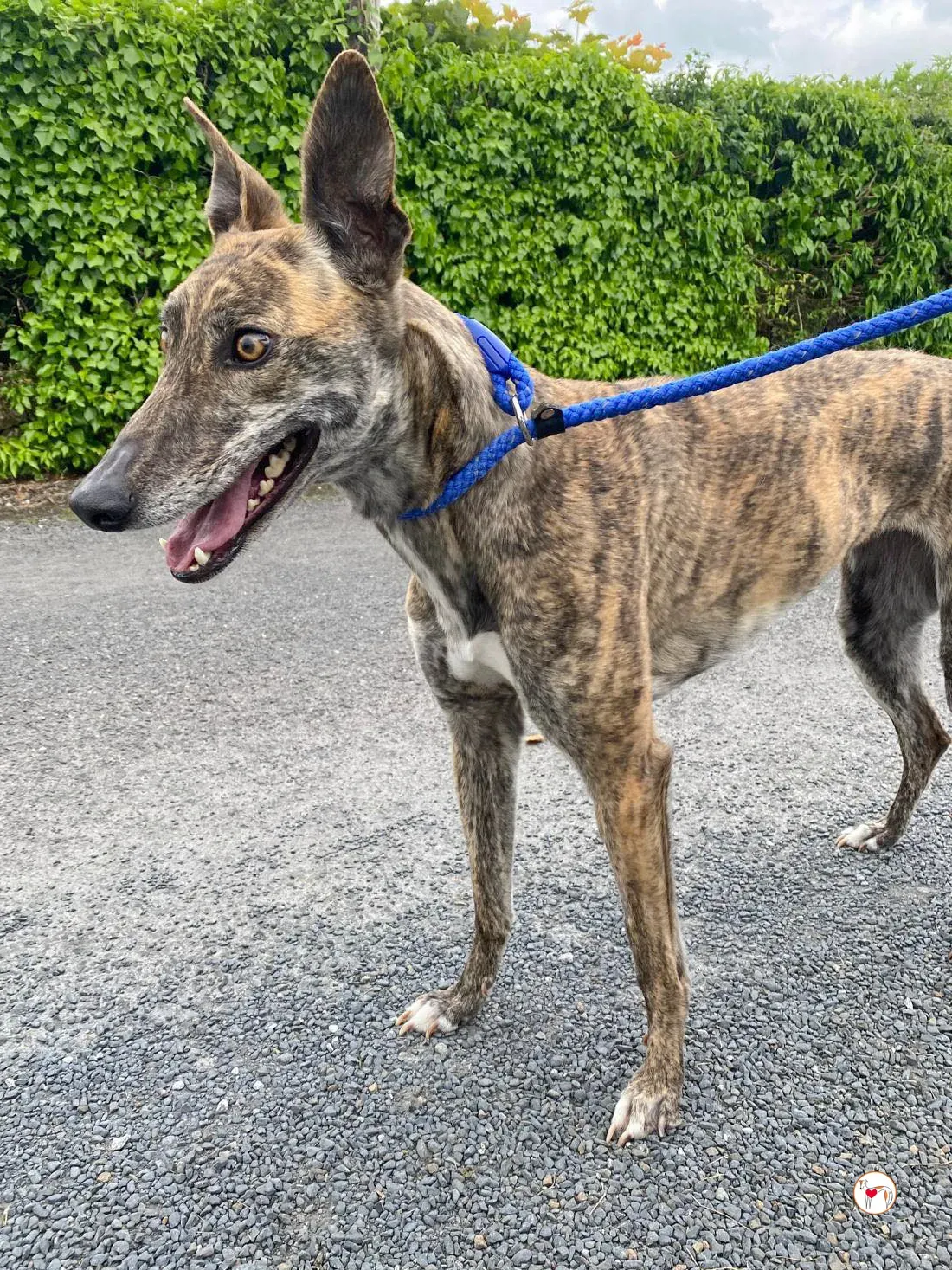 rose grey adozione 16