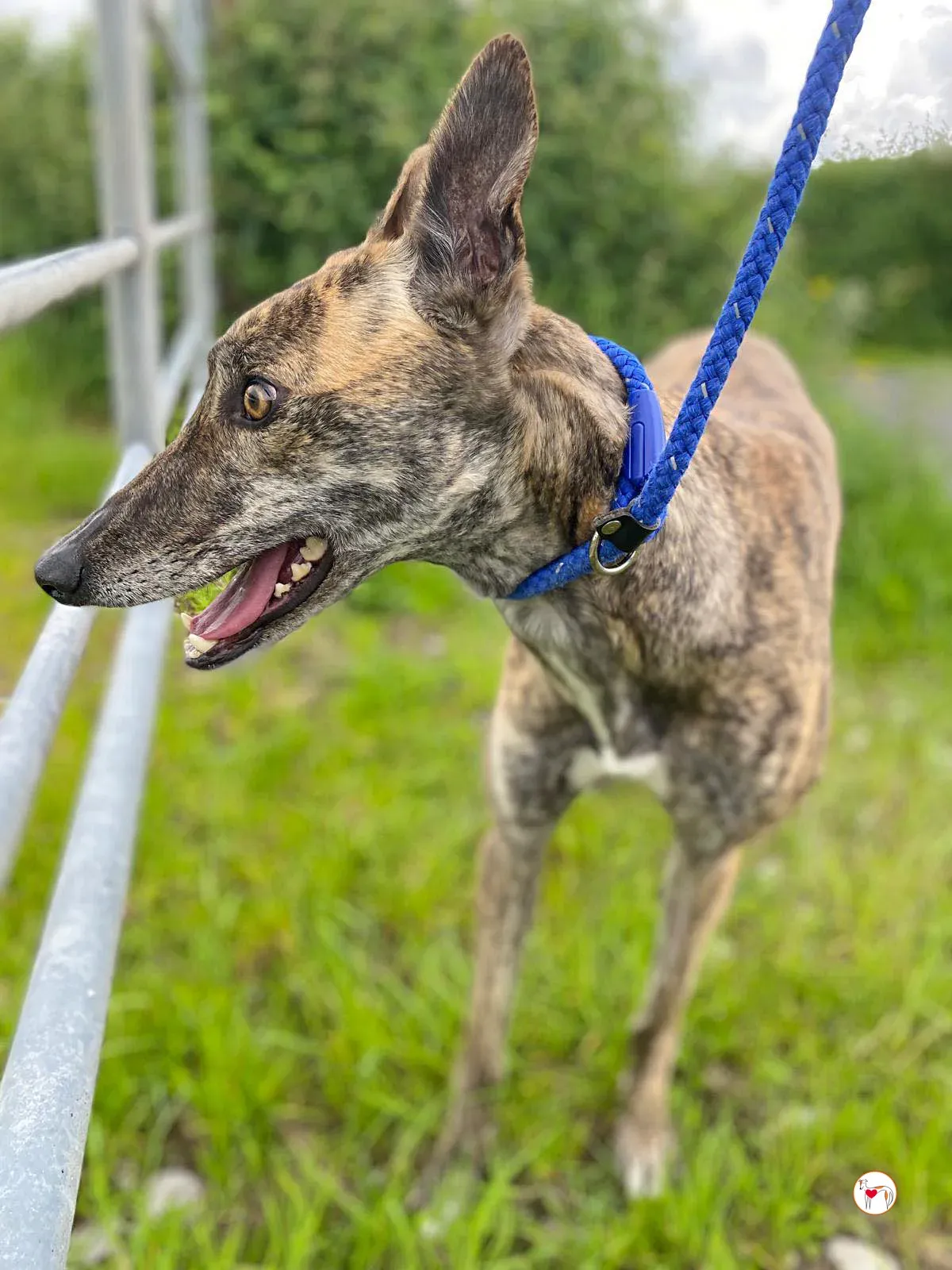 rose grey adozione 17