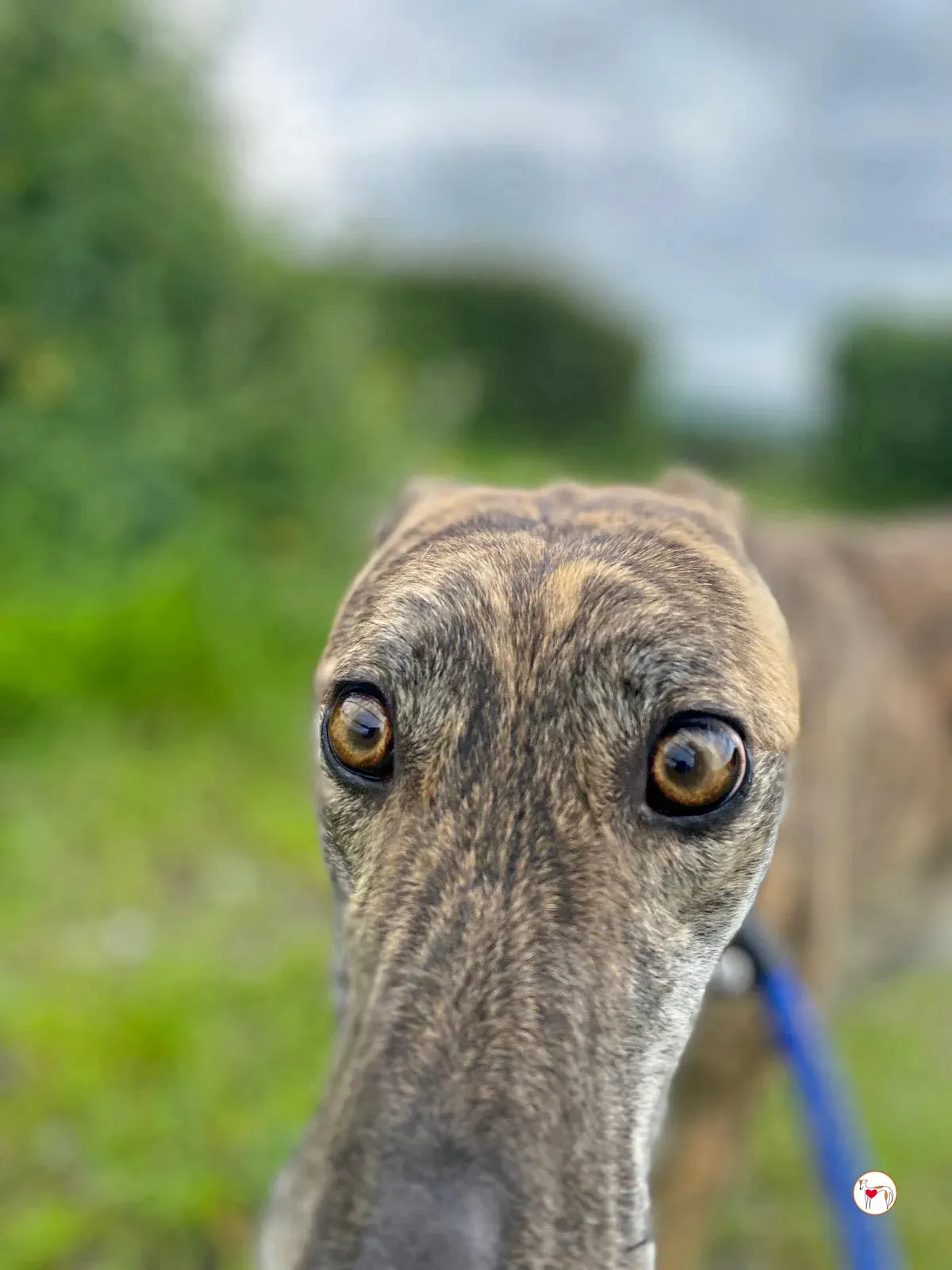 rose grey adozione 18