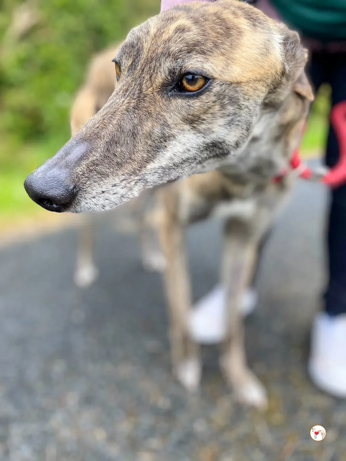 rose grey adozione 19