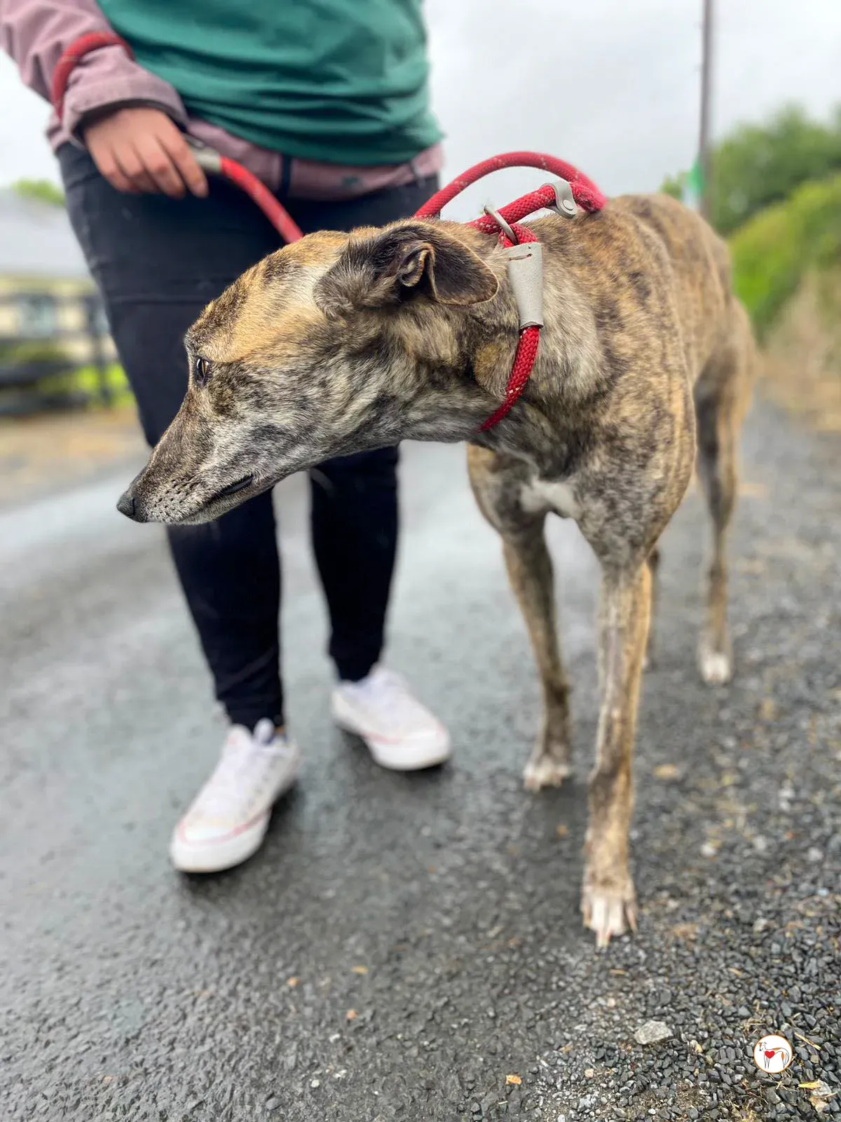 rose grey adozione 20