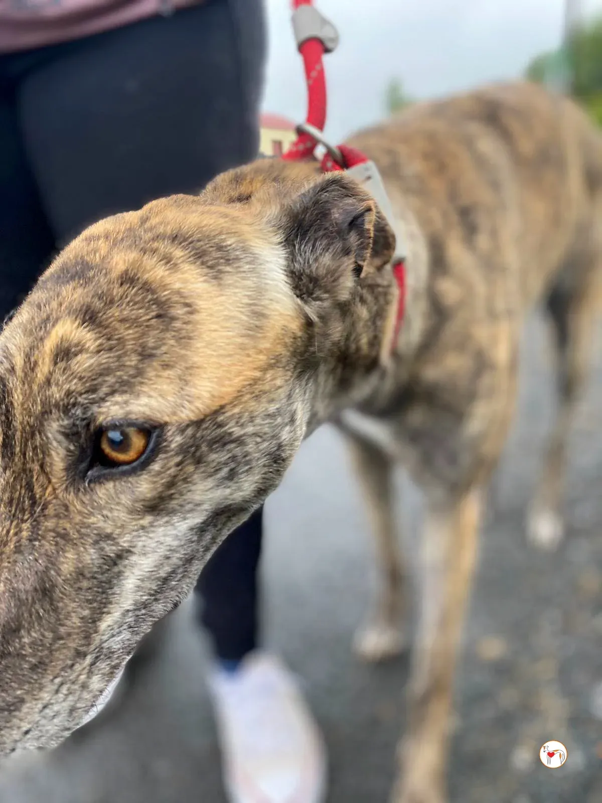 rose grey adozione 21