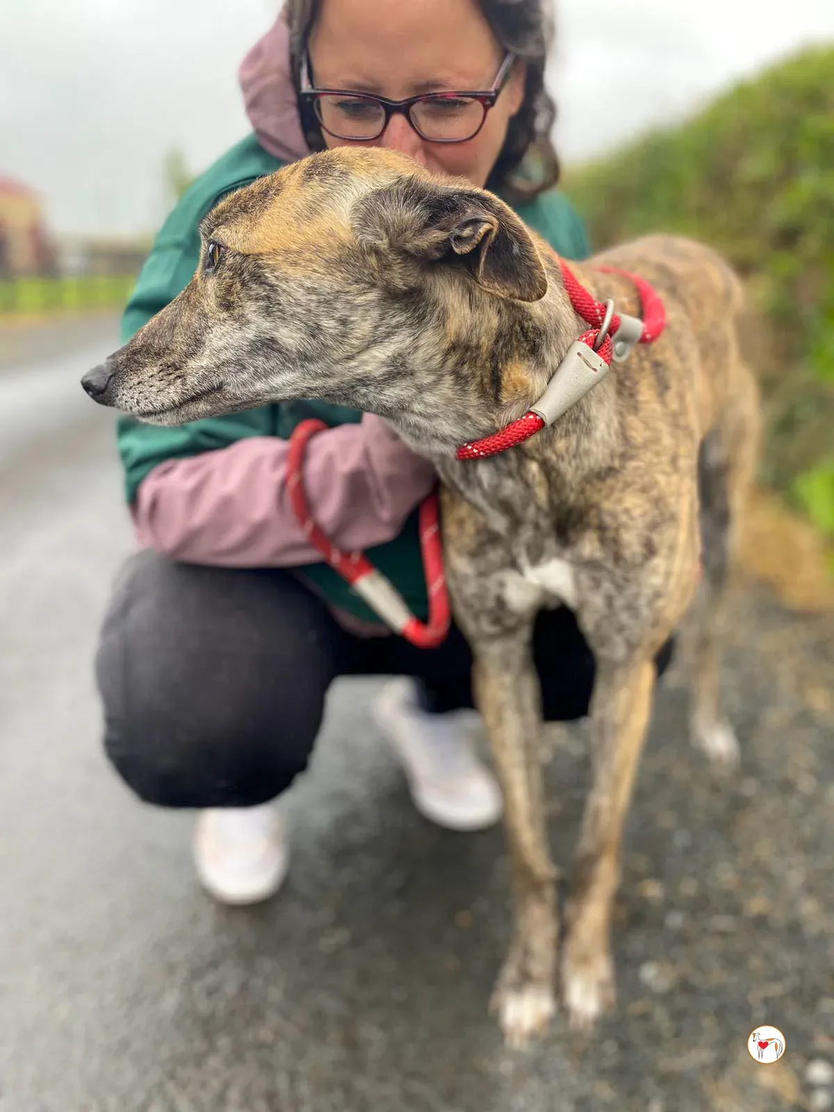 rose grey adozione 22