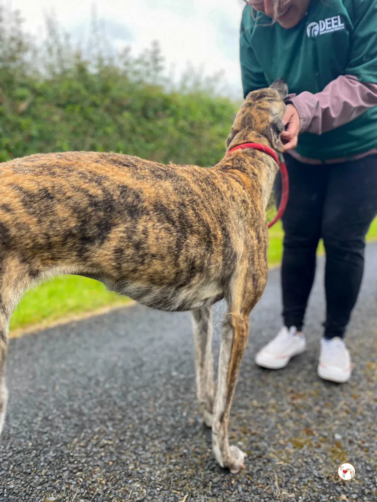 rose grey adozione 24