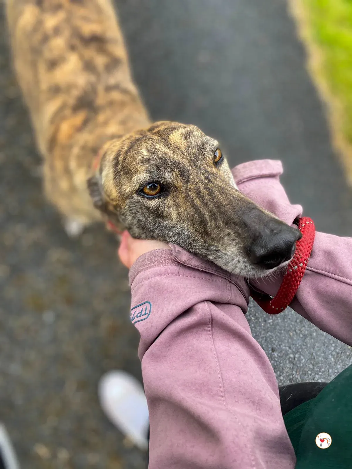 rose grey adozione 25