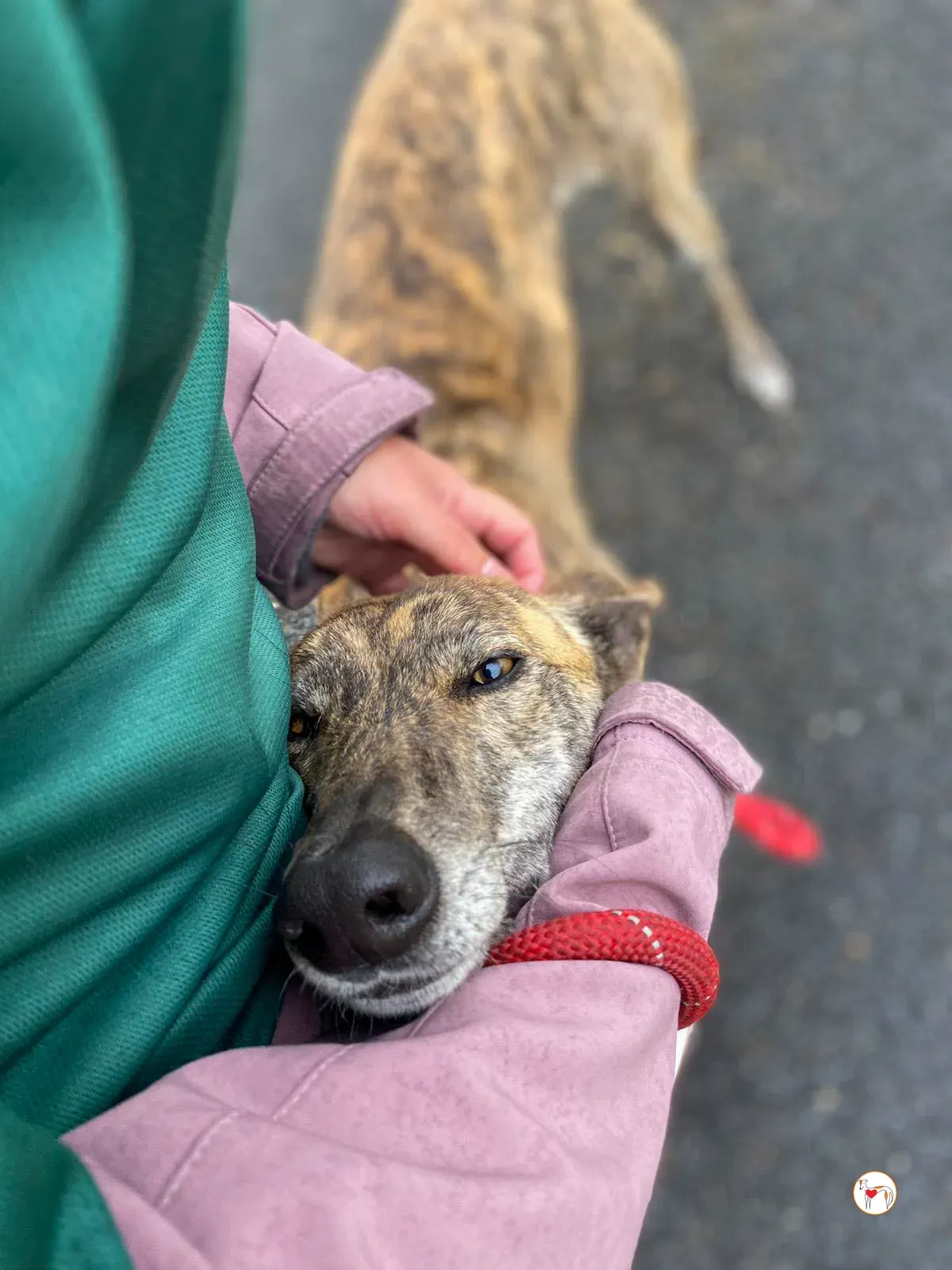 rose grey adozione 26