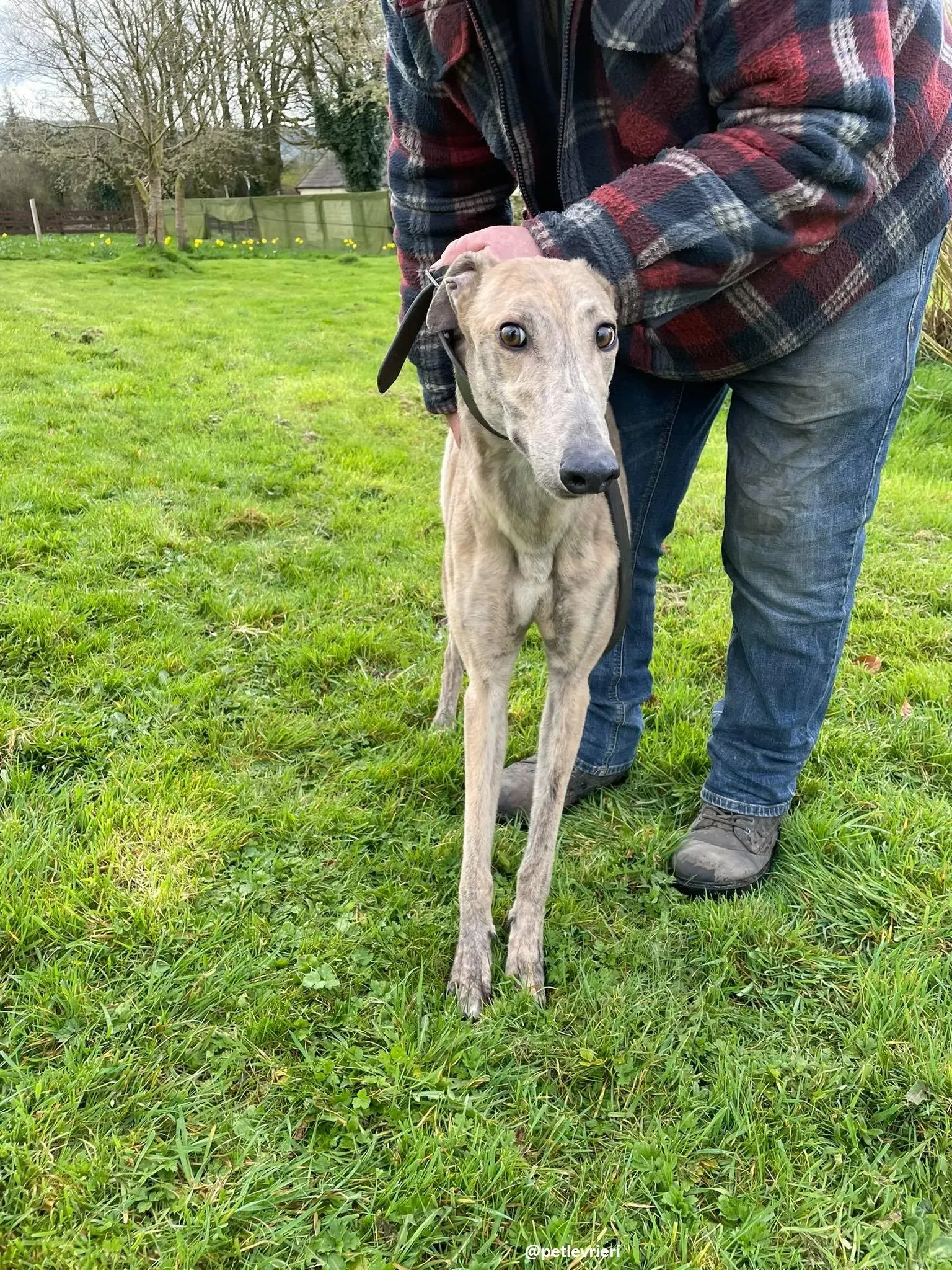 rosemary adozione greyhound 1