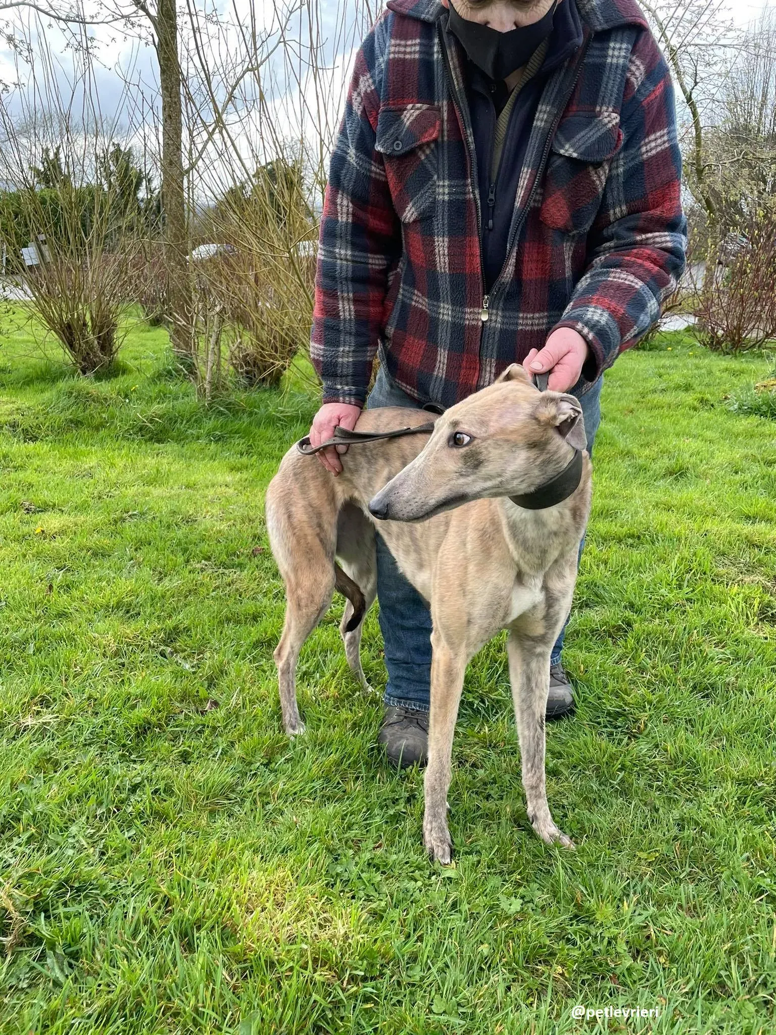 rosemary adozione greyhound 10