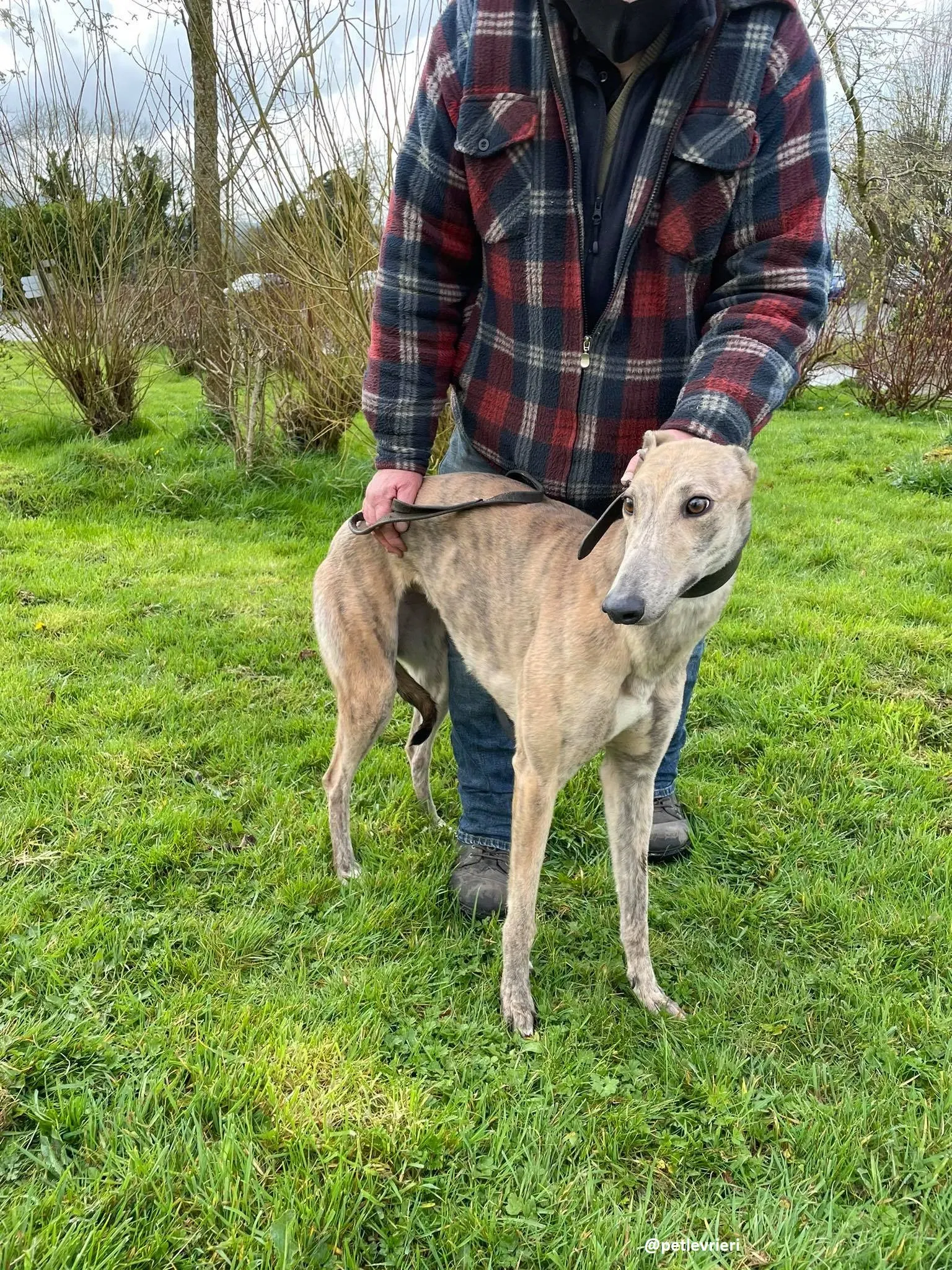 rosemary adozione greyhound 2