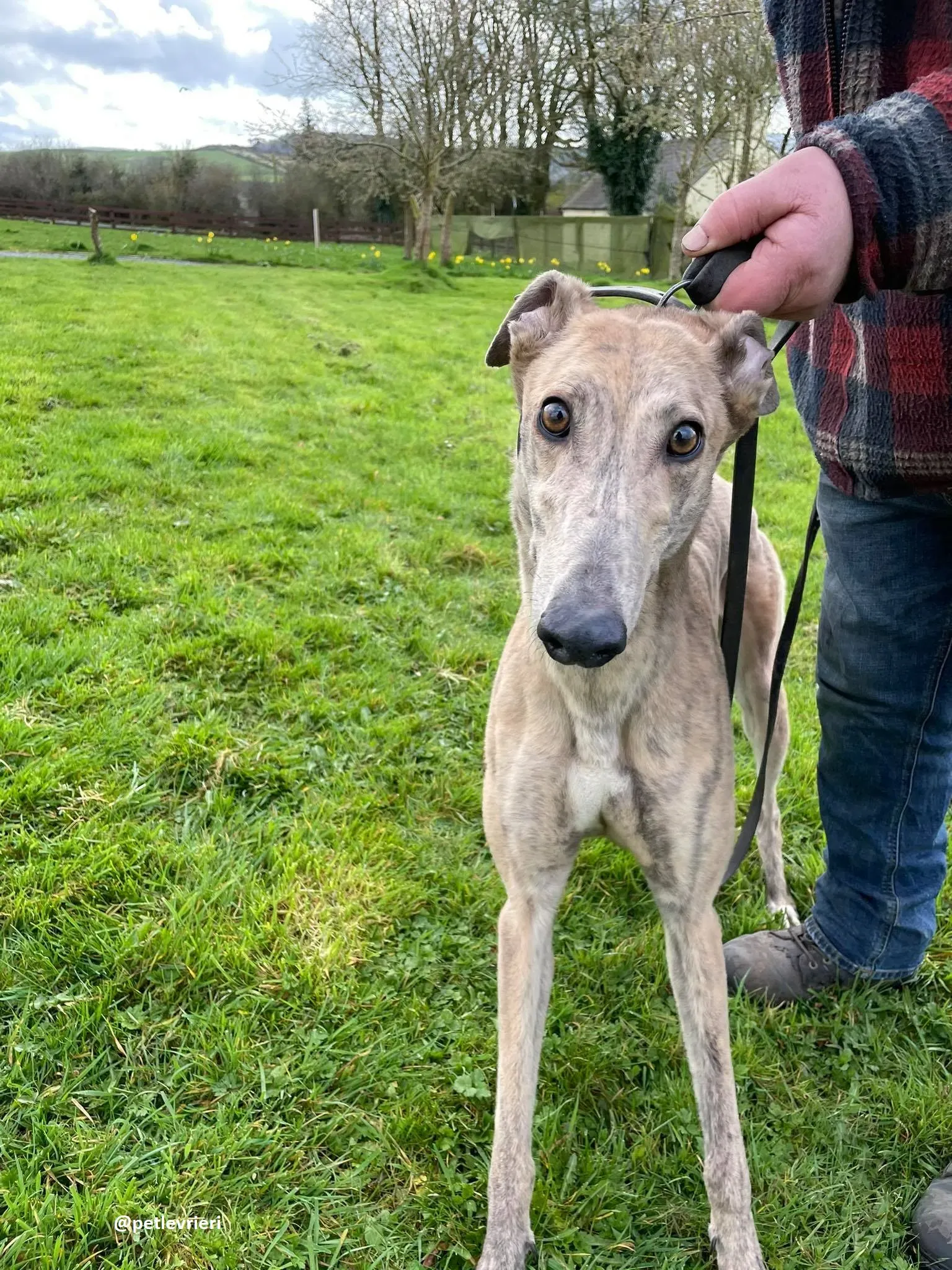 rosemary adozione greyhound 3